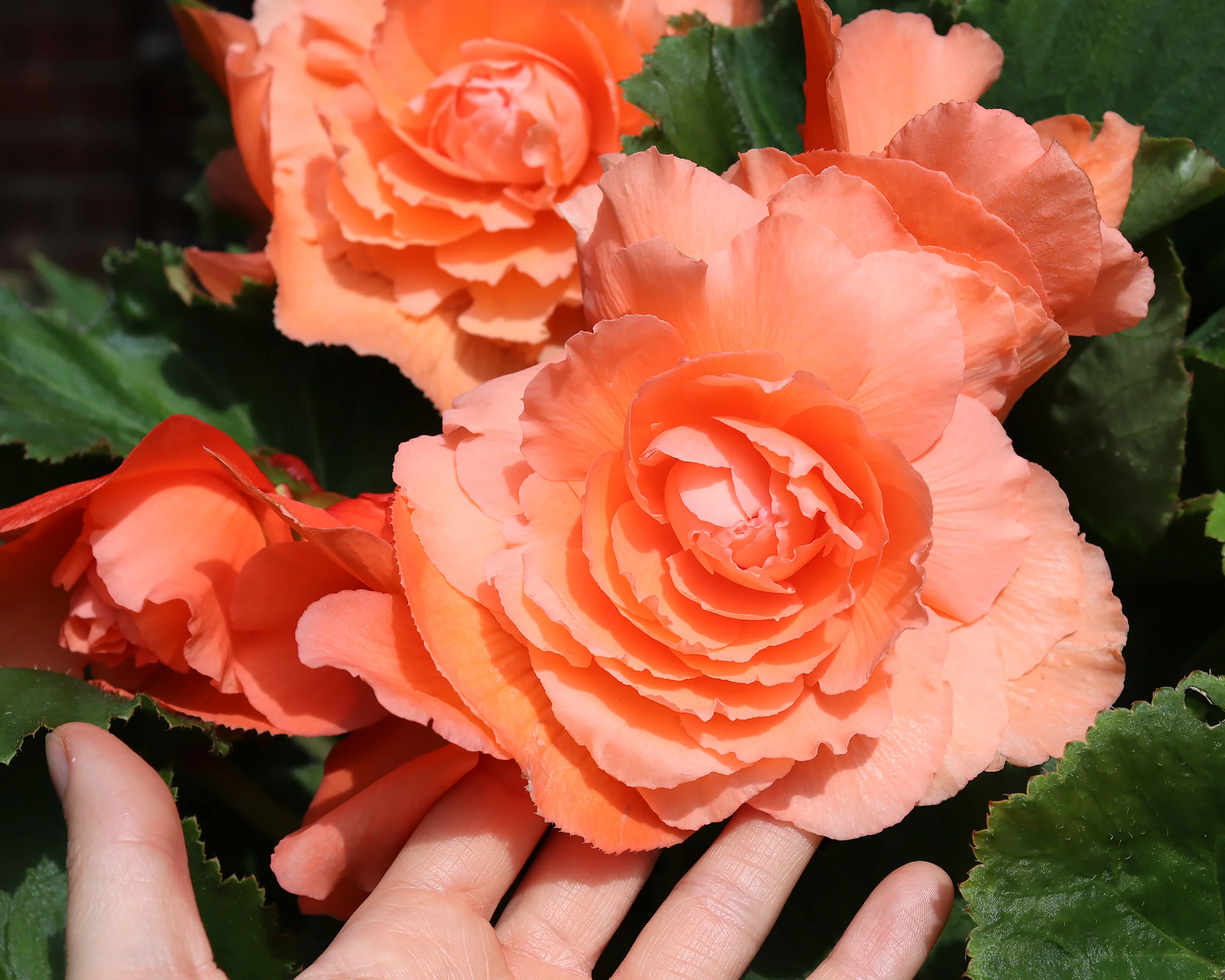Begonia 'Superba Salmon' - Image 3