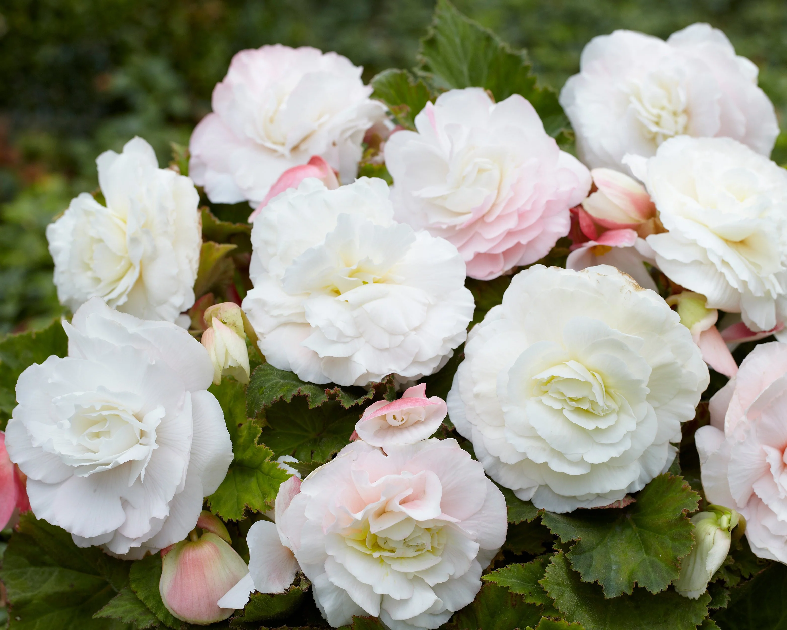 Begonia 'Superba White' - Image 2