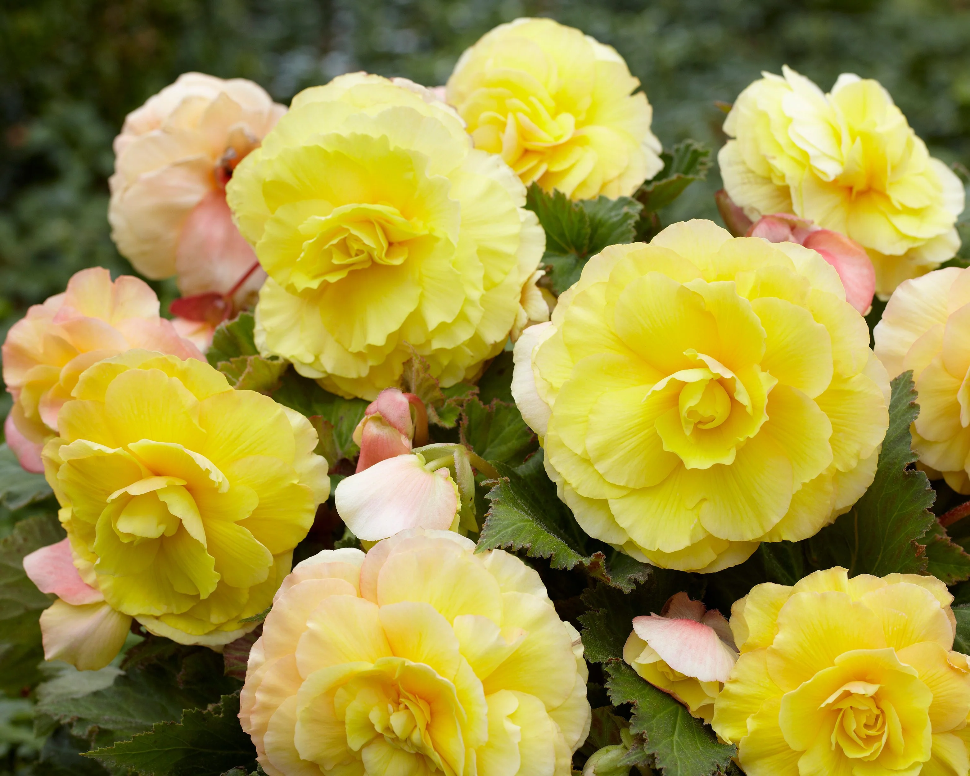 Begonia 'Superba Yellow' - Image 2