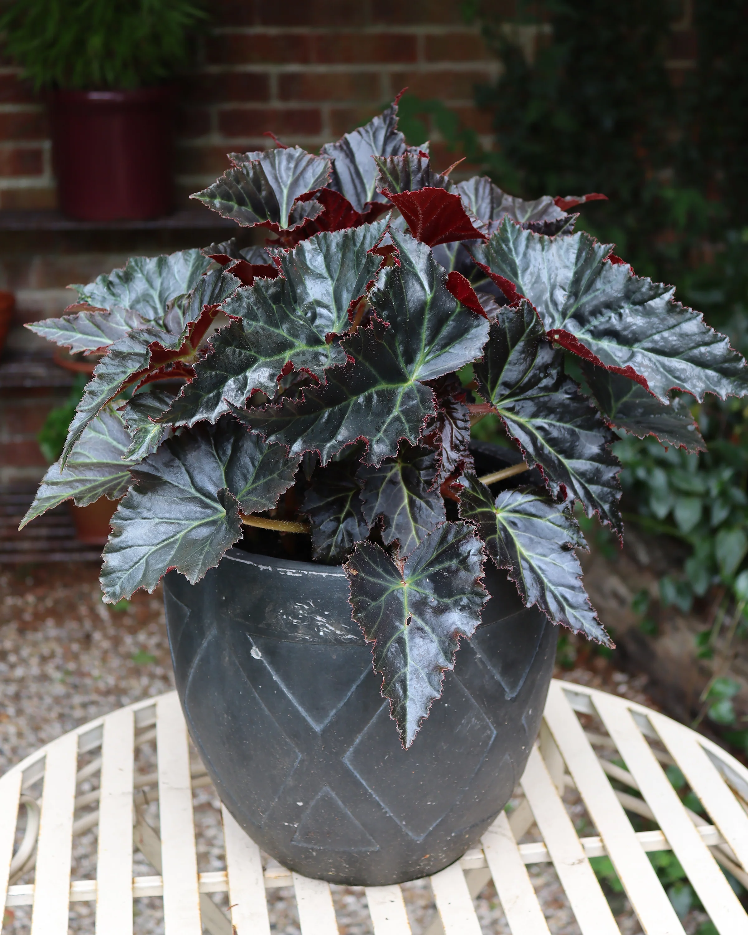 Begonia 'Switzerland' - Image 2