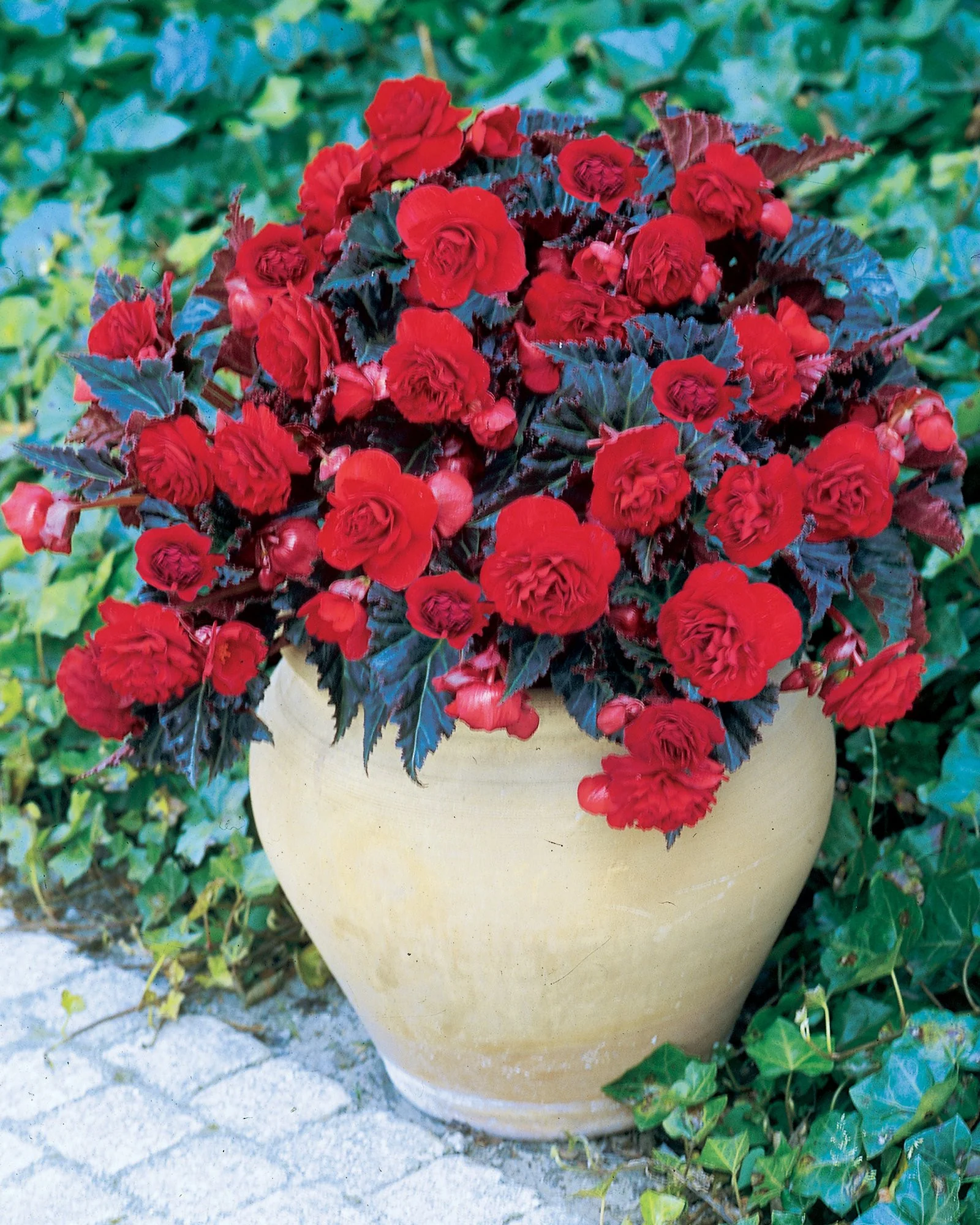 Begonia 'Switzerland' - Image 3