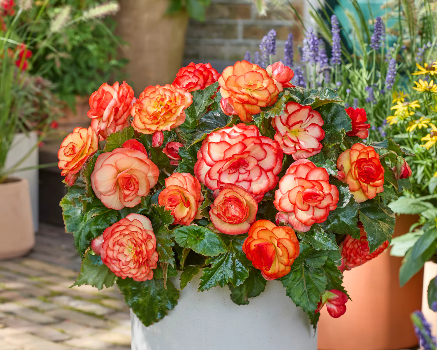Begonia 'Wummi Maskerade' - Image 2