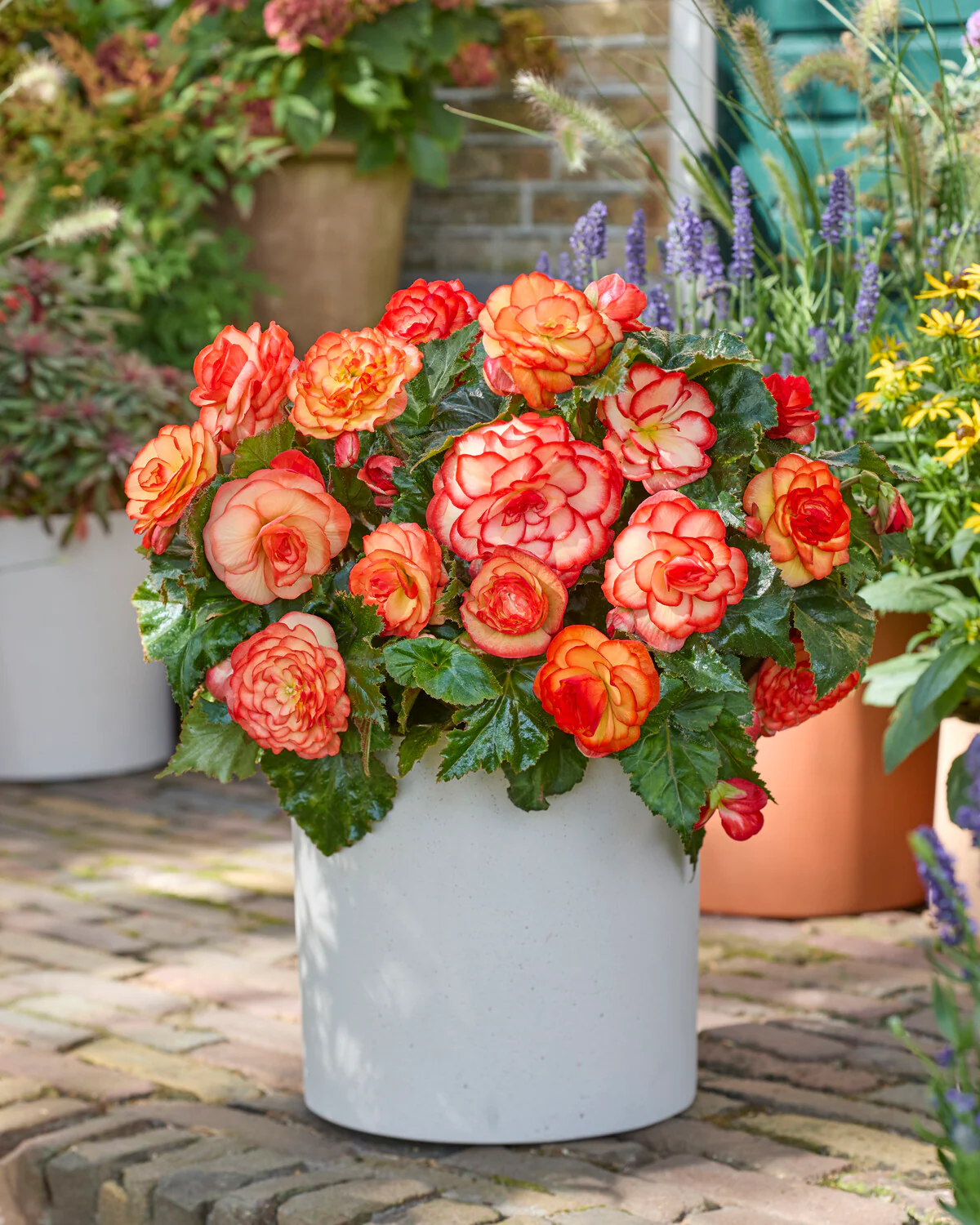 Begonia 'Wummi Maskerade' - Image 3