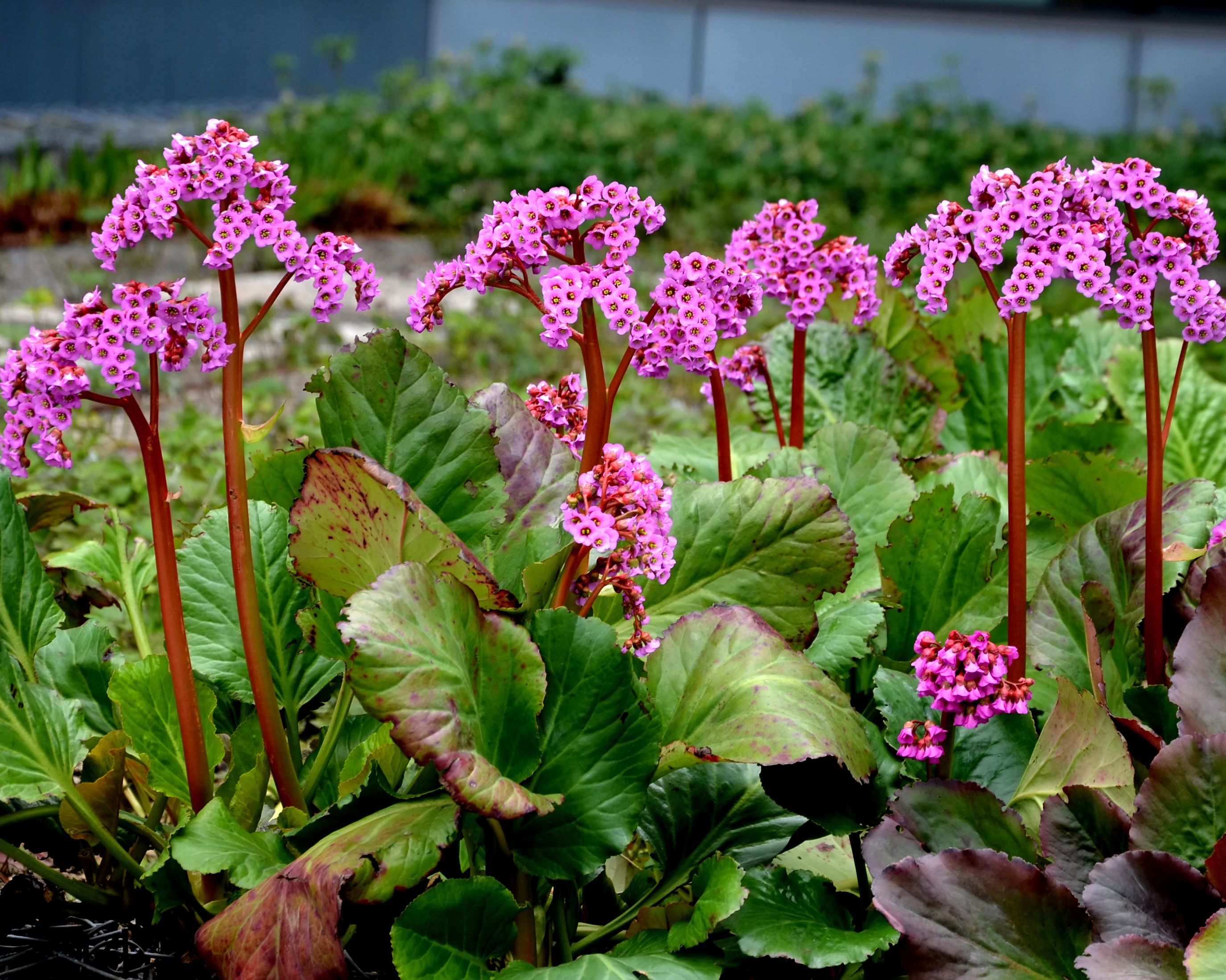 Bergenia cordifolia - Image 3
