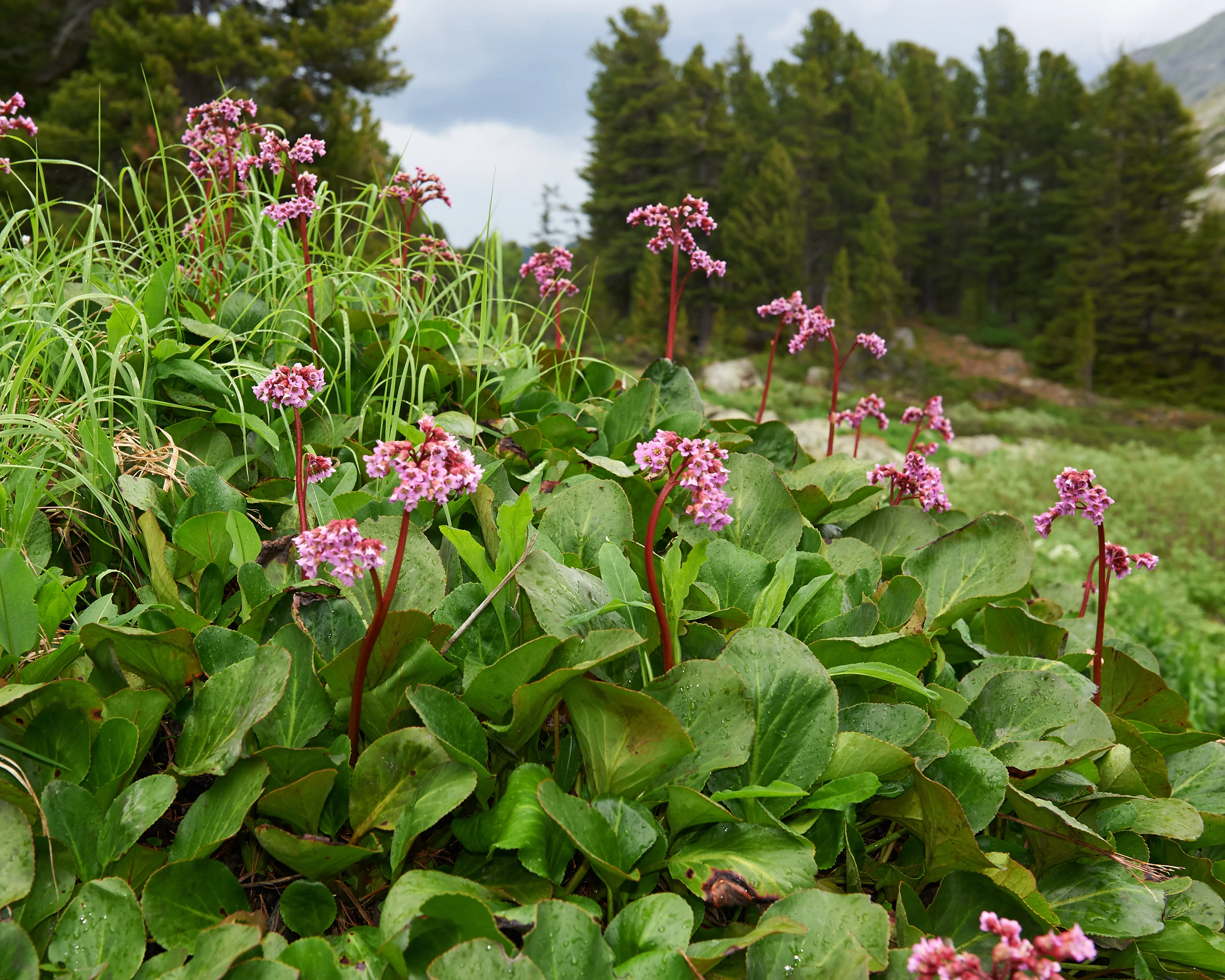 Bergenia cordifolia - Image 4