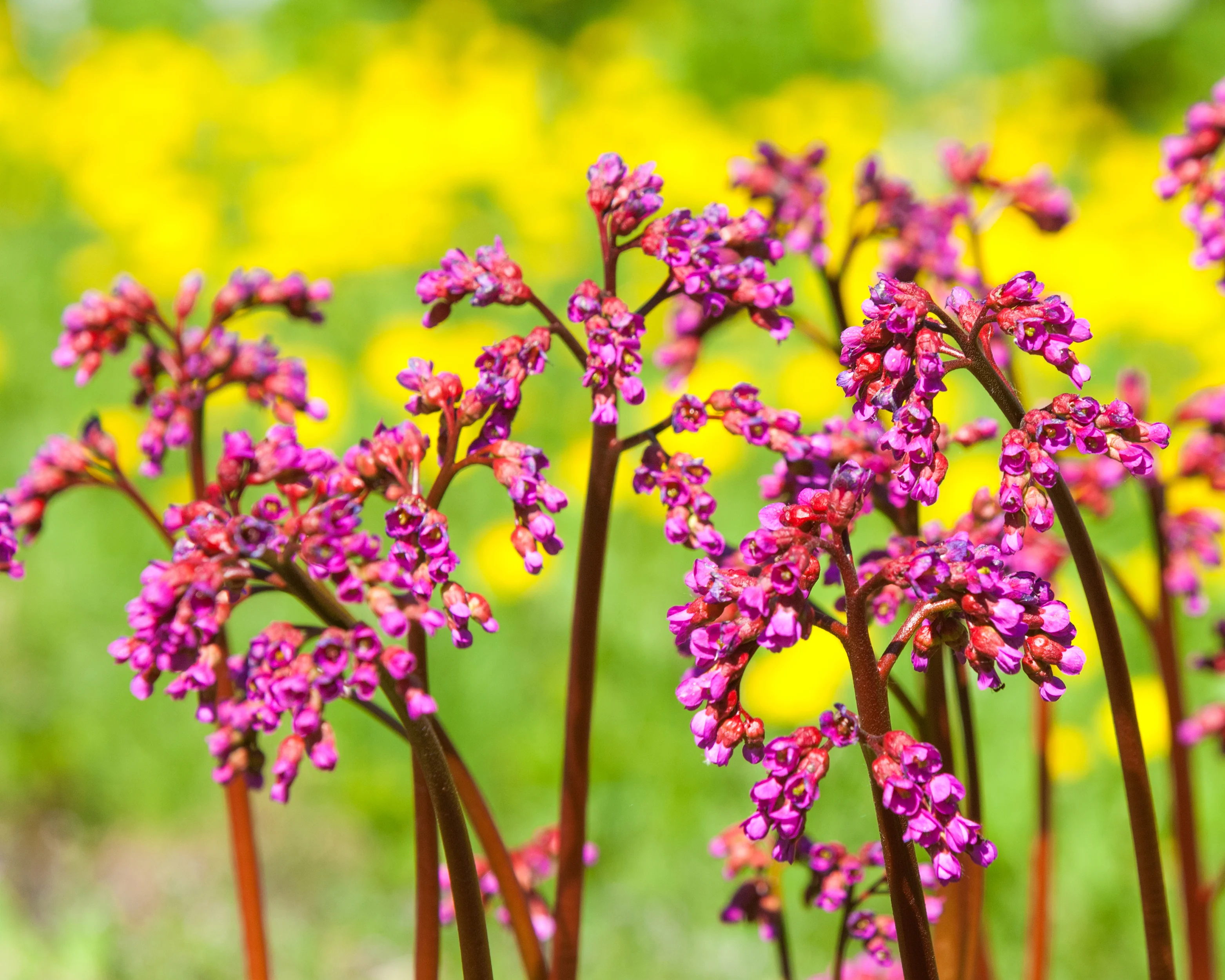 Bergenia cordifolia - Image 6