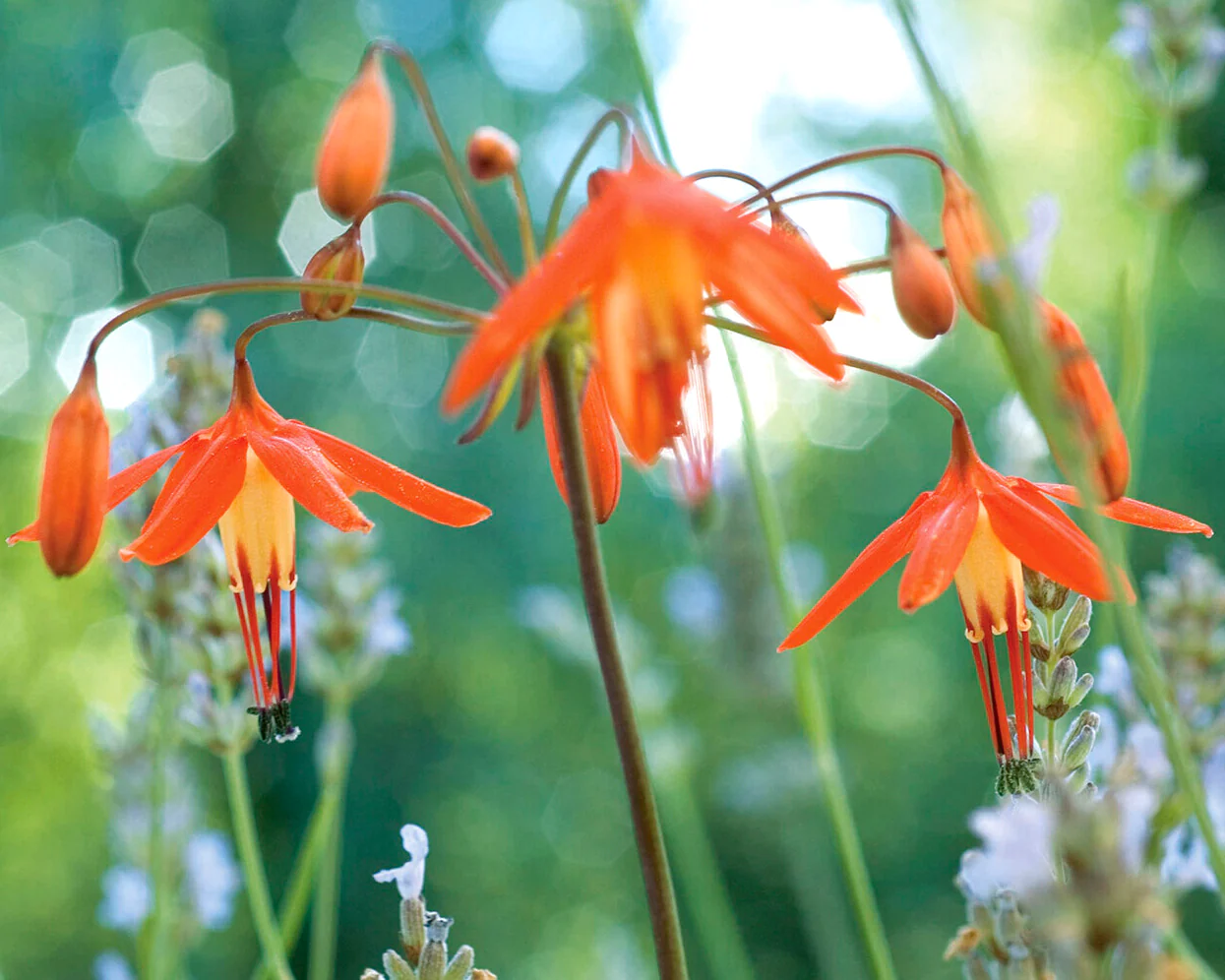 Bessera elegans - Image 3