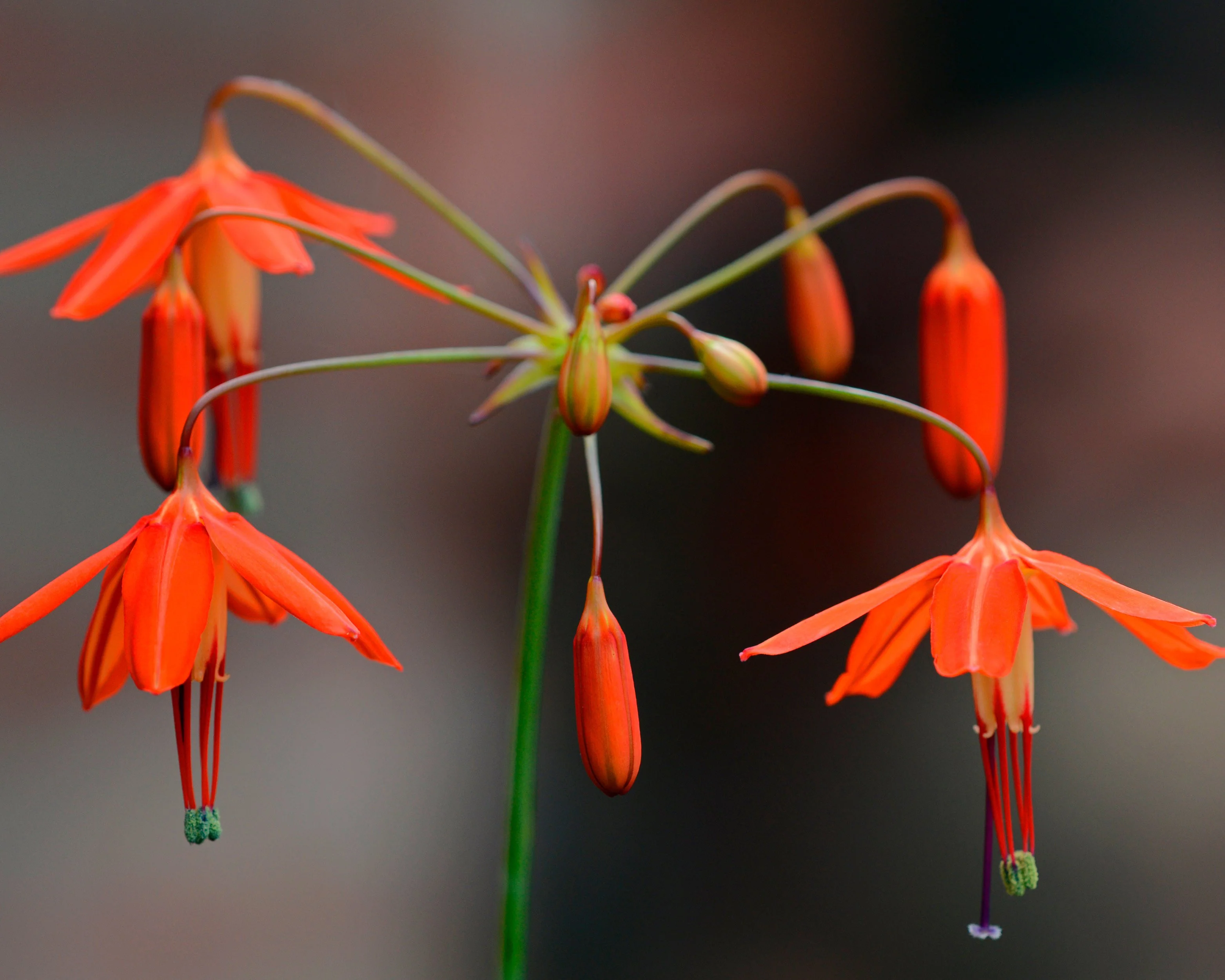 Bessera elegans - Image 5