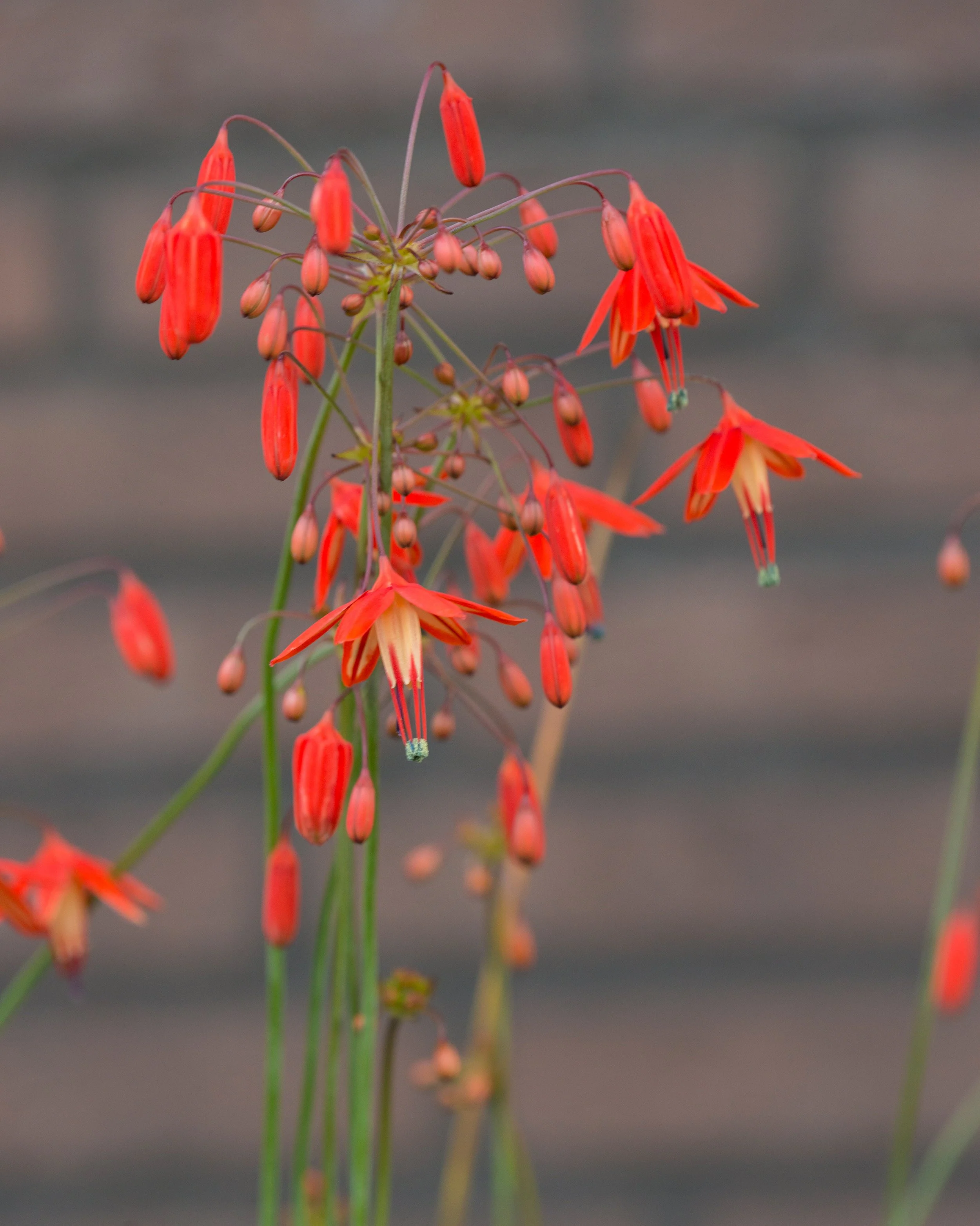 Bessera elegans - Image 7