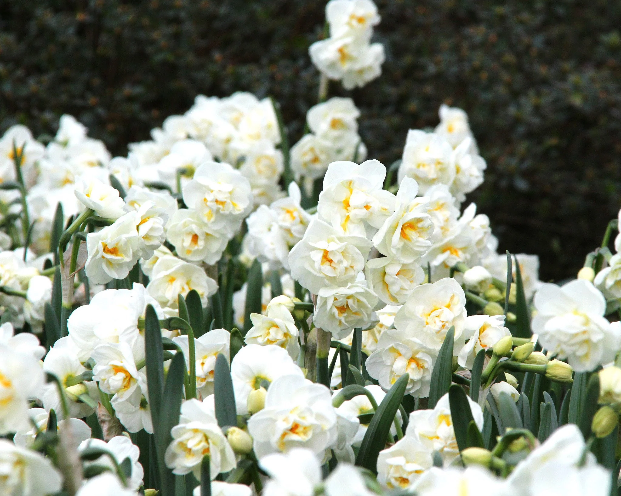 Narcissus 'Bridal Crown' - Image 6