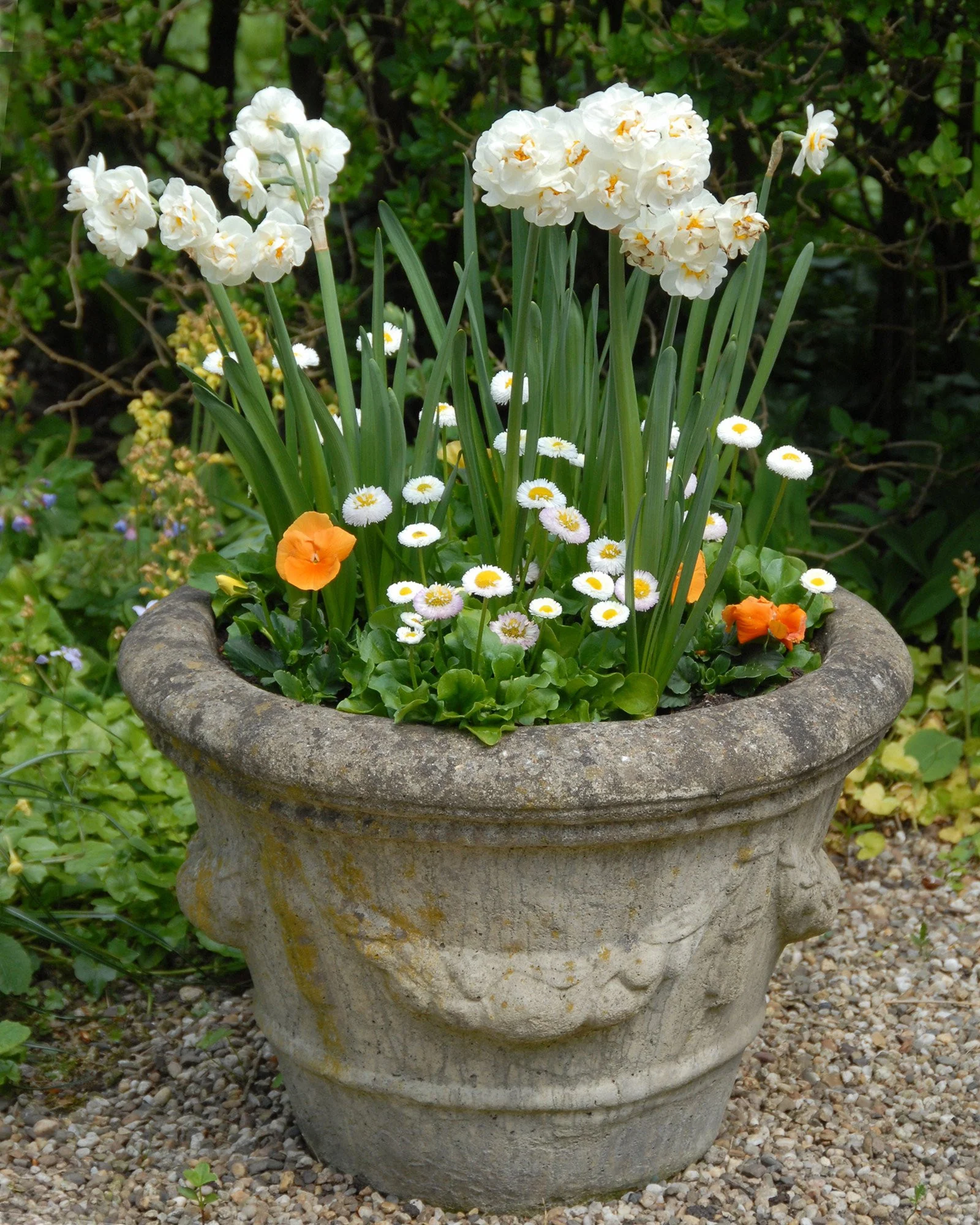Narcissus 'Bridal Crown' - Image 7