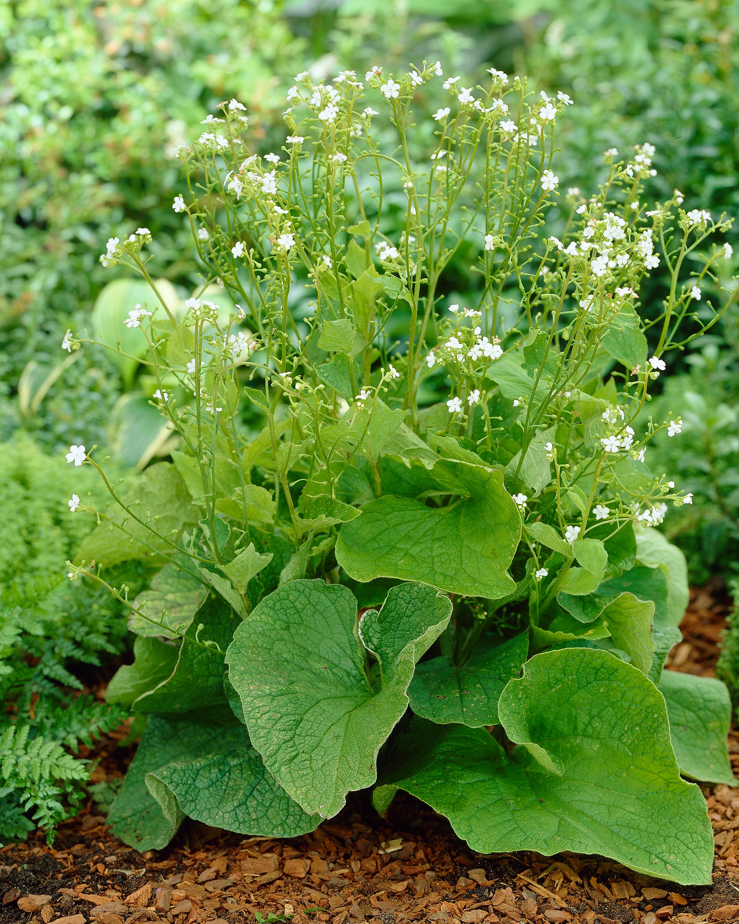 Brunnera 'Betty Bowring' - Image 3