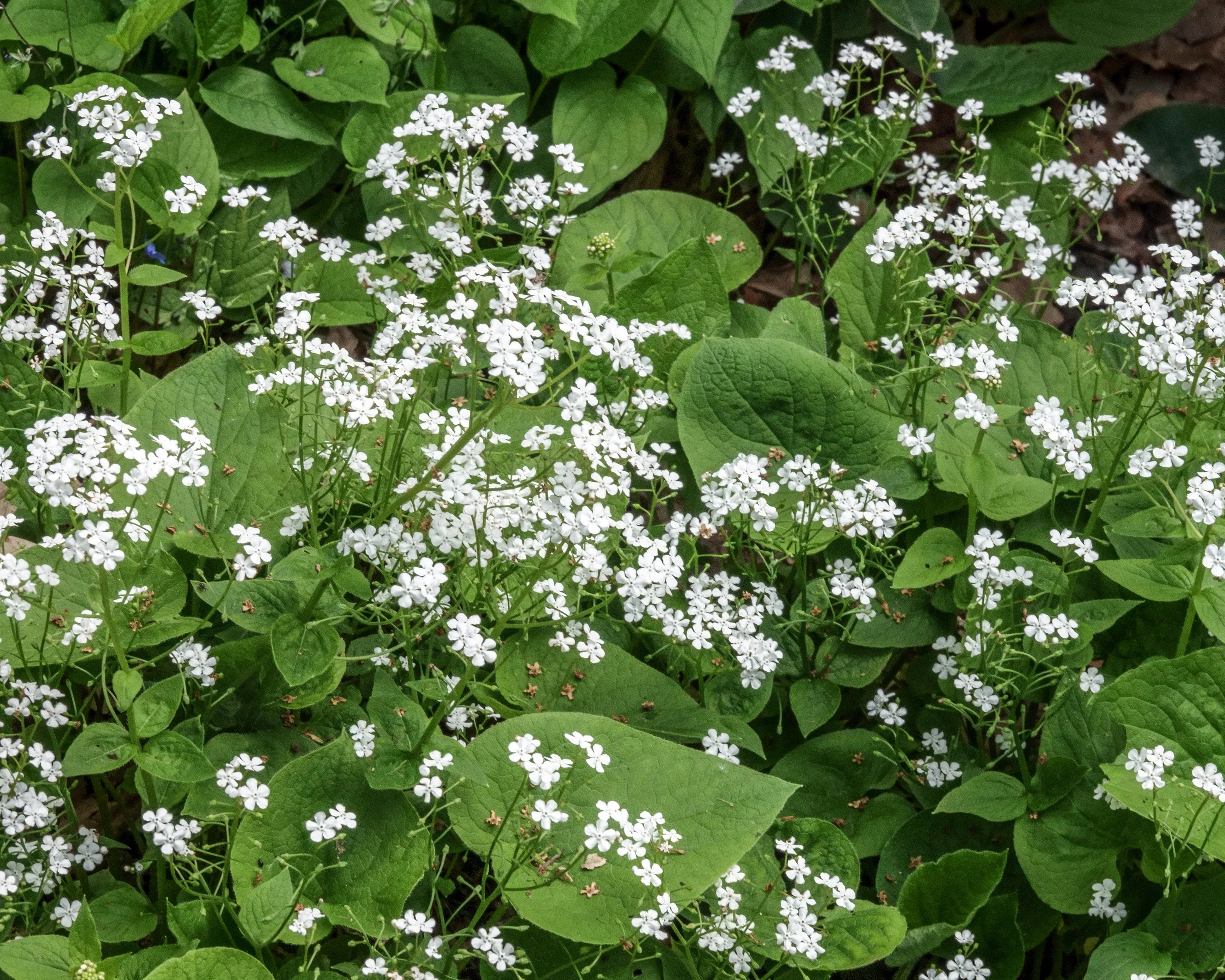 Brunnera 'Betty Bowring' - Image 4