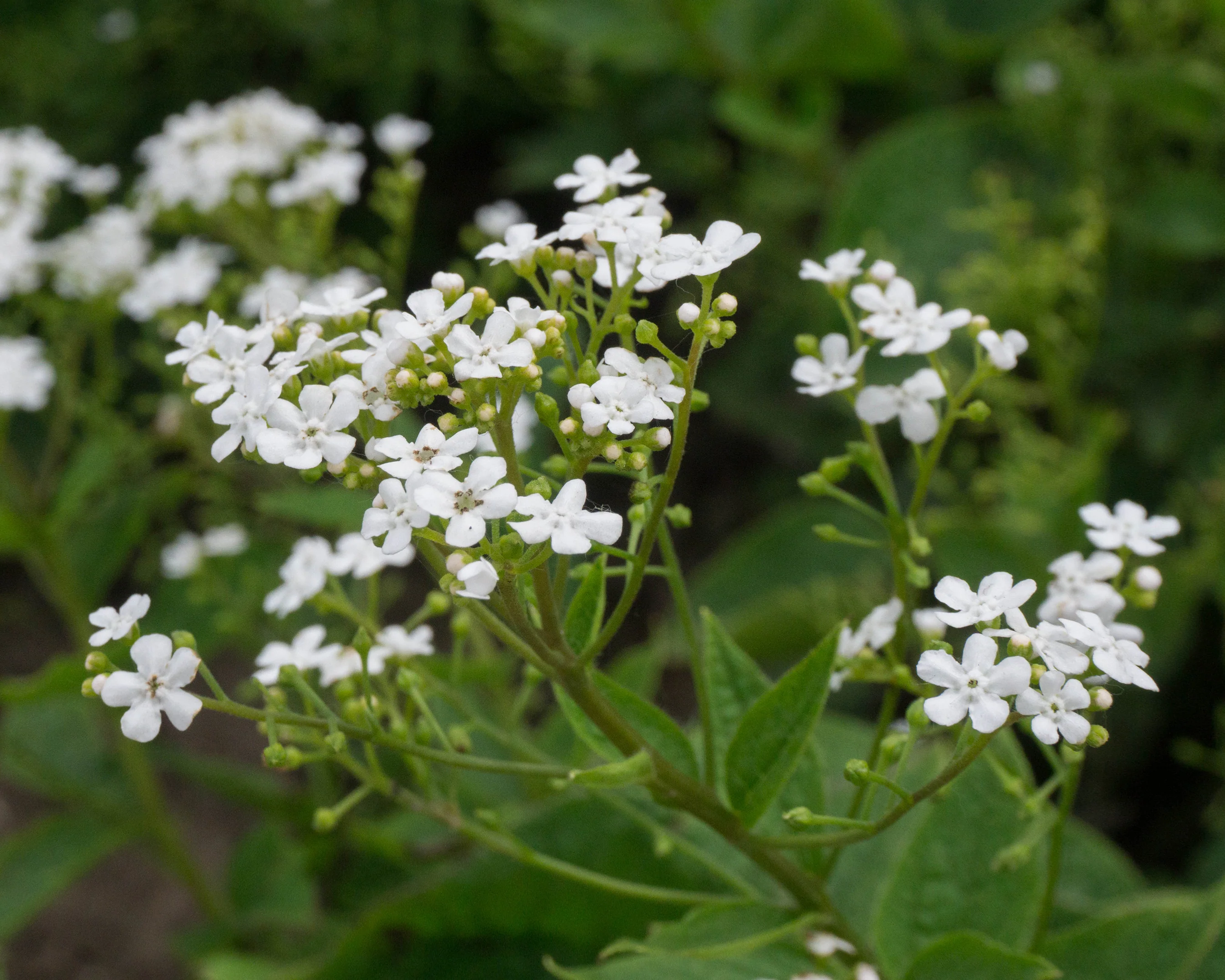 Brunnera 'Betty Bowring' - Image 6