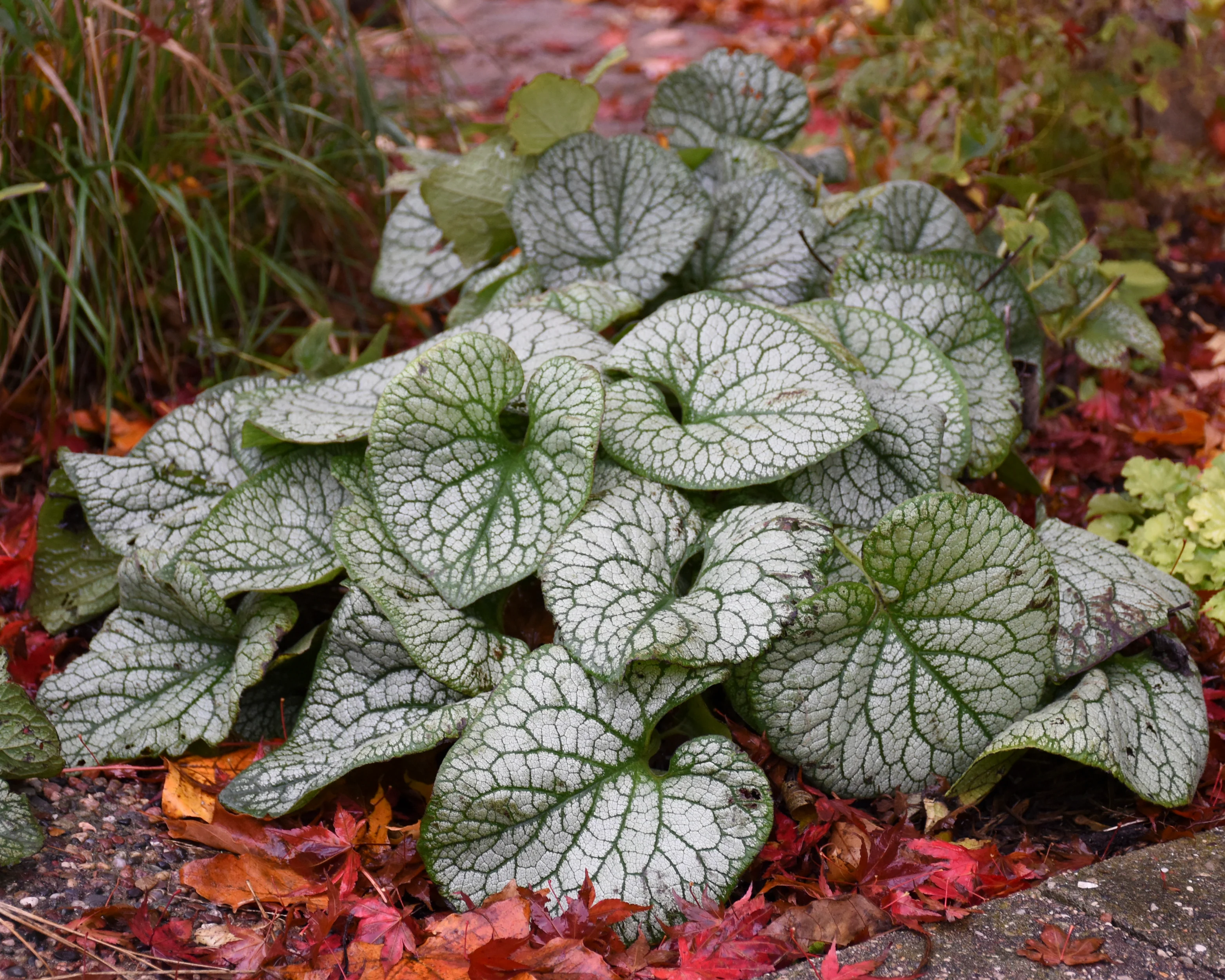 Brunnera 'Jack of Diamonds' - Image 11