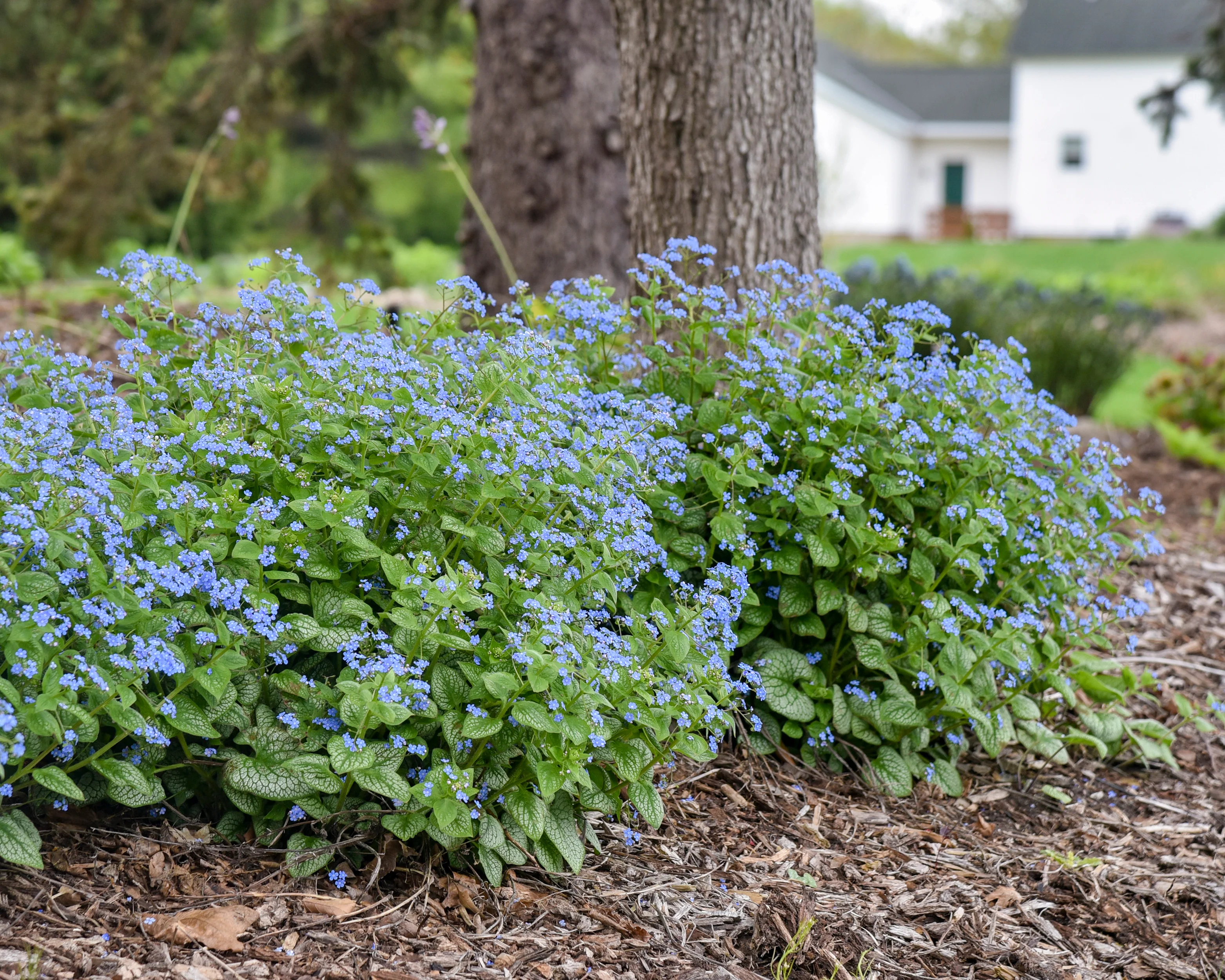 Brunnera 'Jack of Diamonds' - Image 5