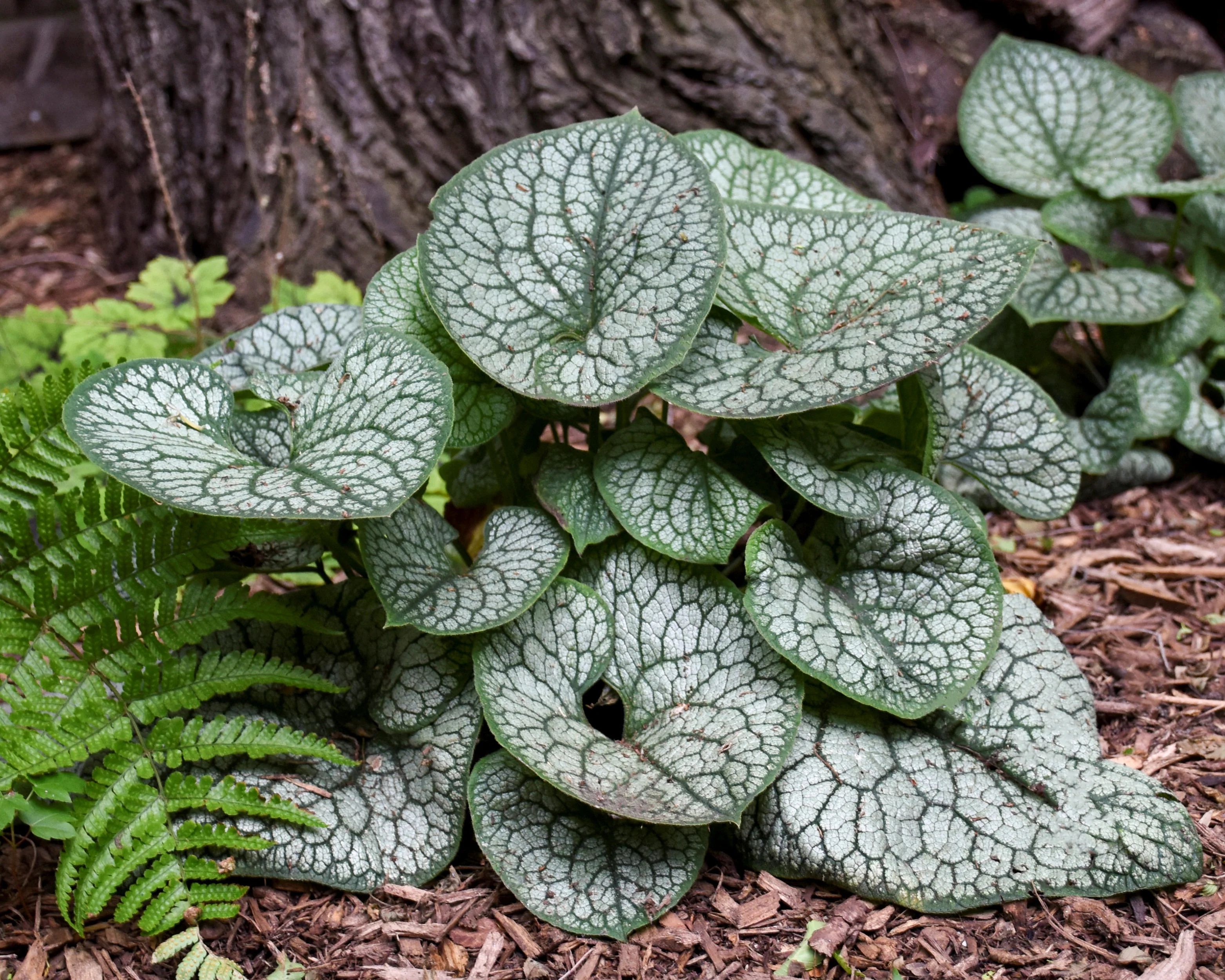 Brunnera 'Jack of Diamonds' - Image 6