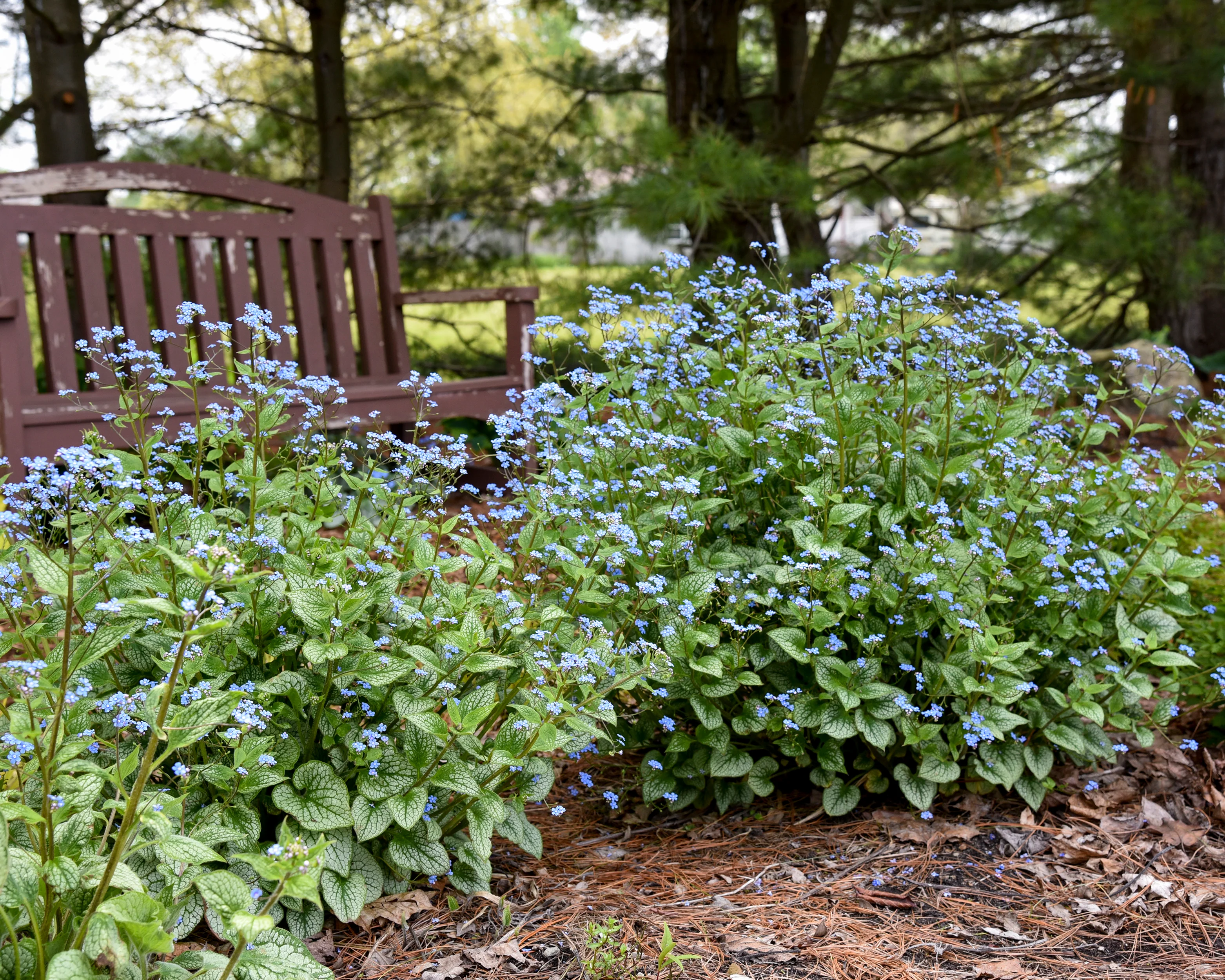 Brunnera 'Jack of Diamonds' - Image 7