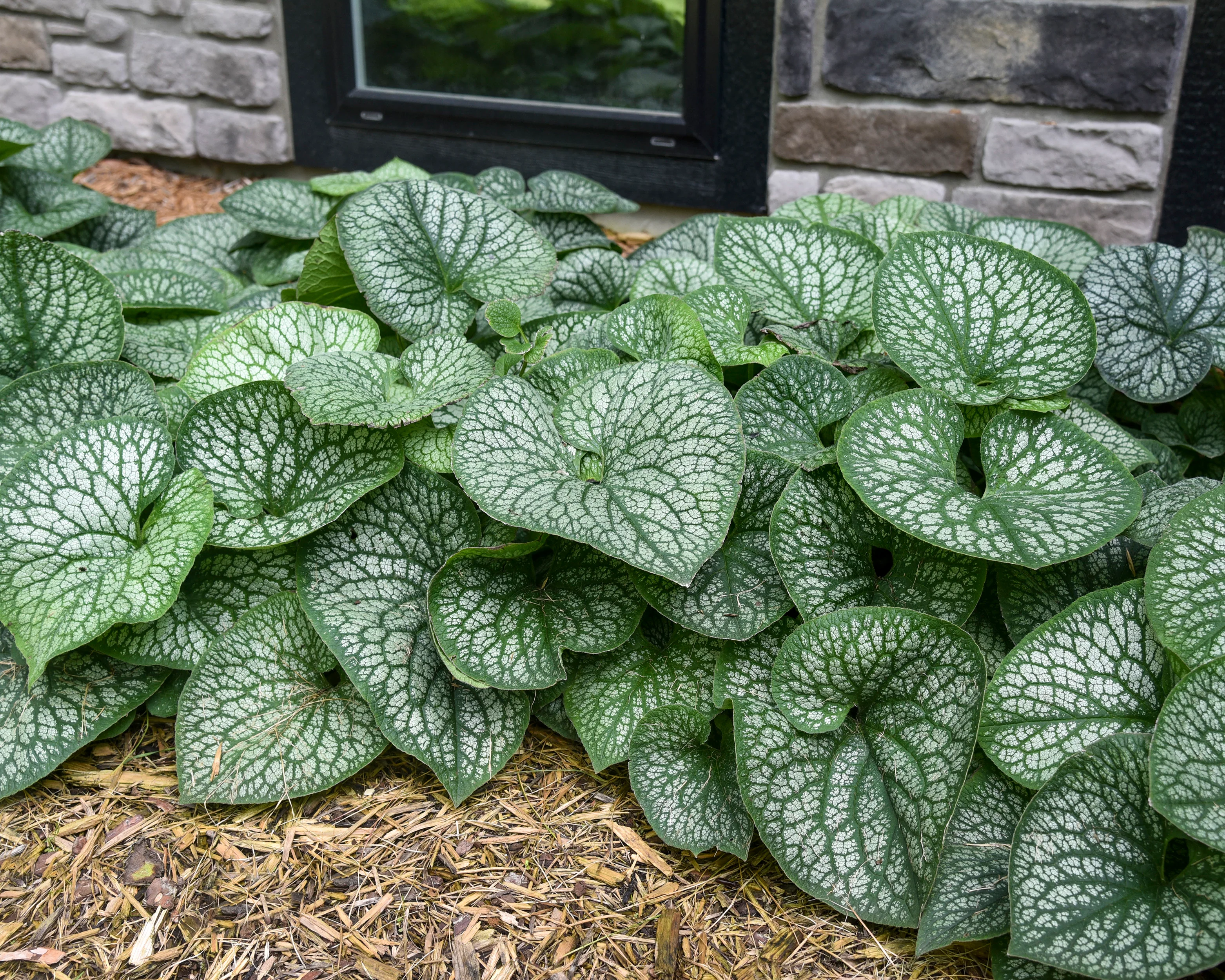 Brunnera 'Jack of Diamonds' - Image 8