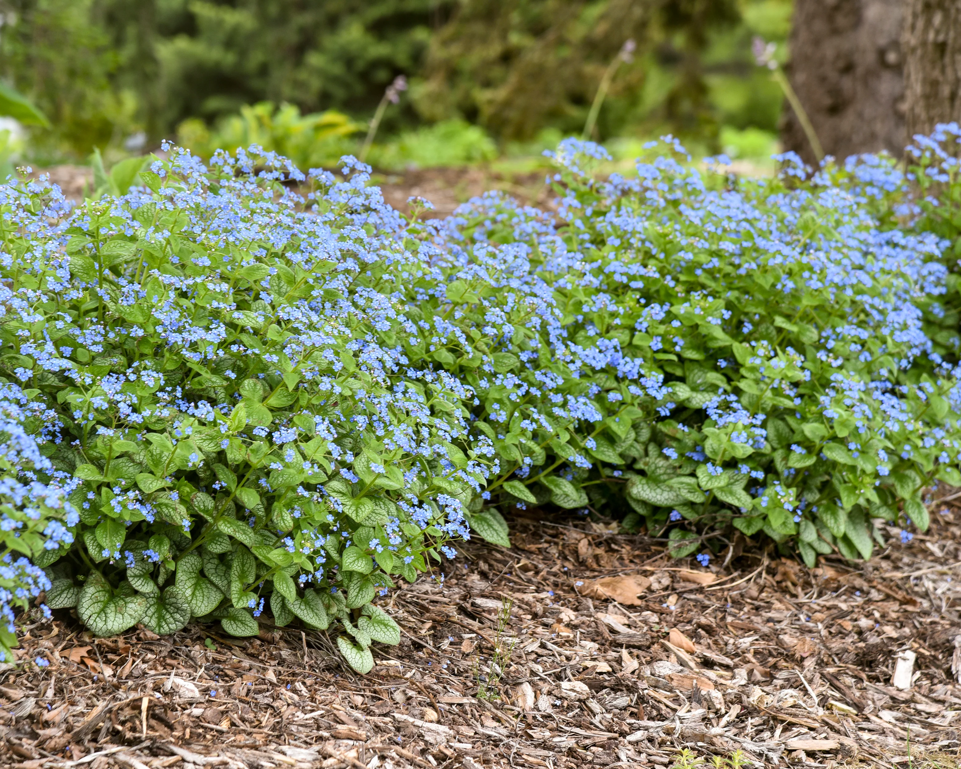 Brunnera 'Jack of Diamonds' - Image 9