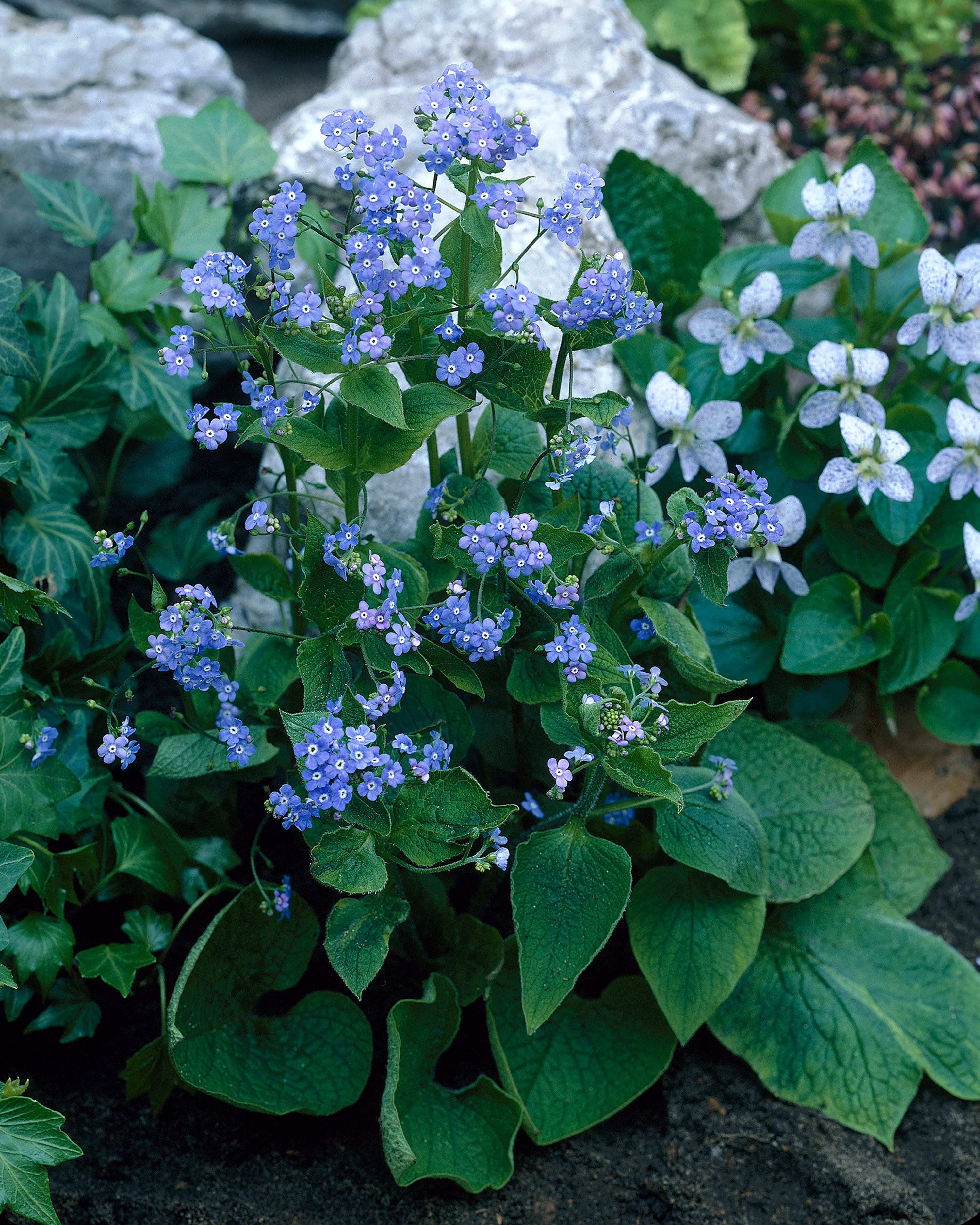 Brunnera macrophylla - Image 3