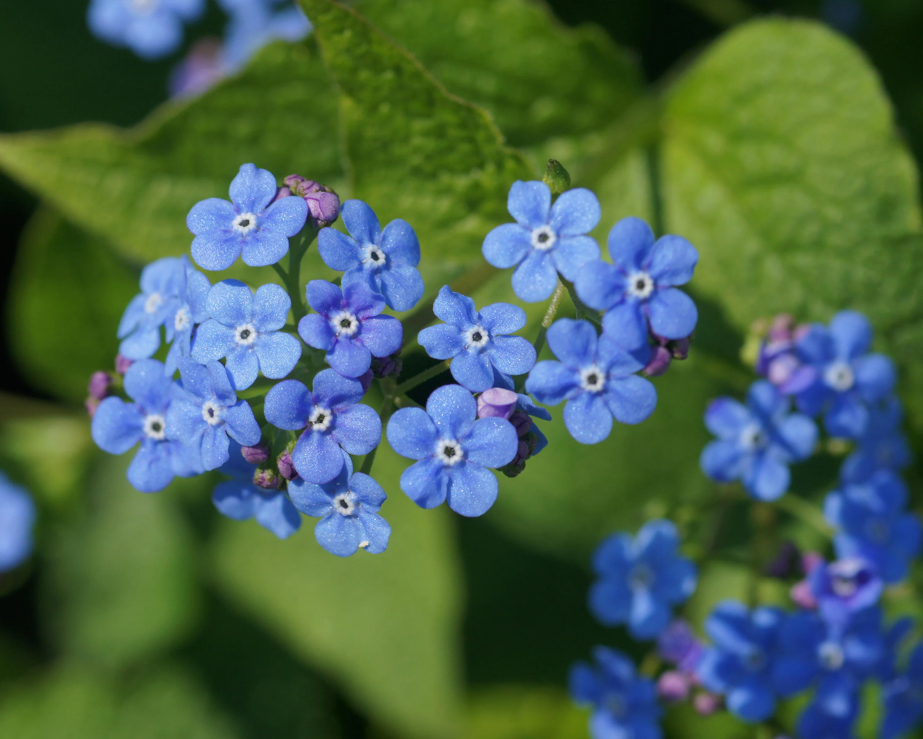 Brunnera macrophylla - Image 4