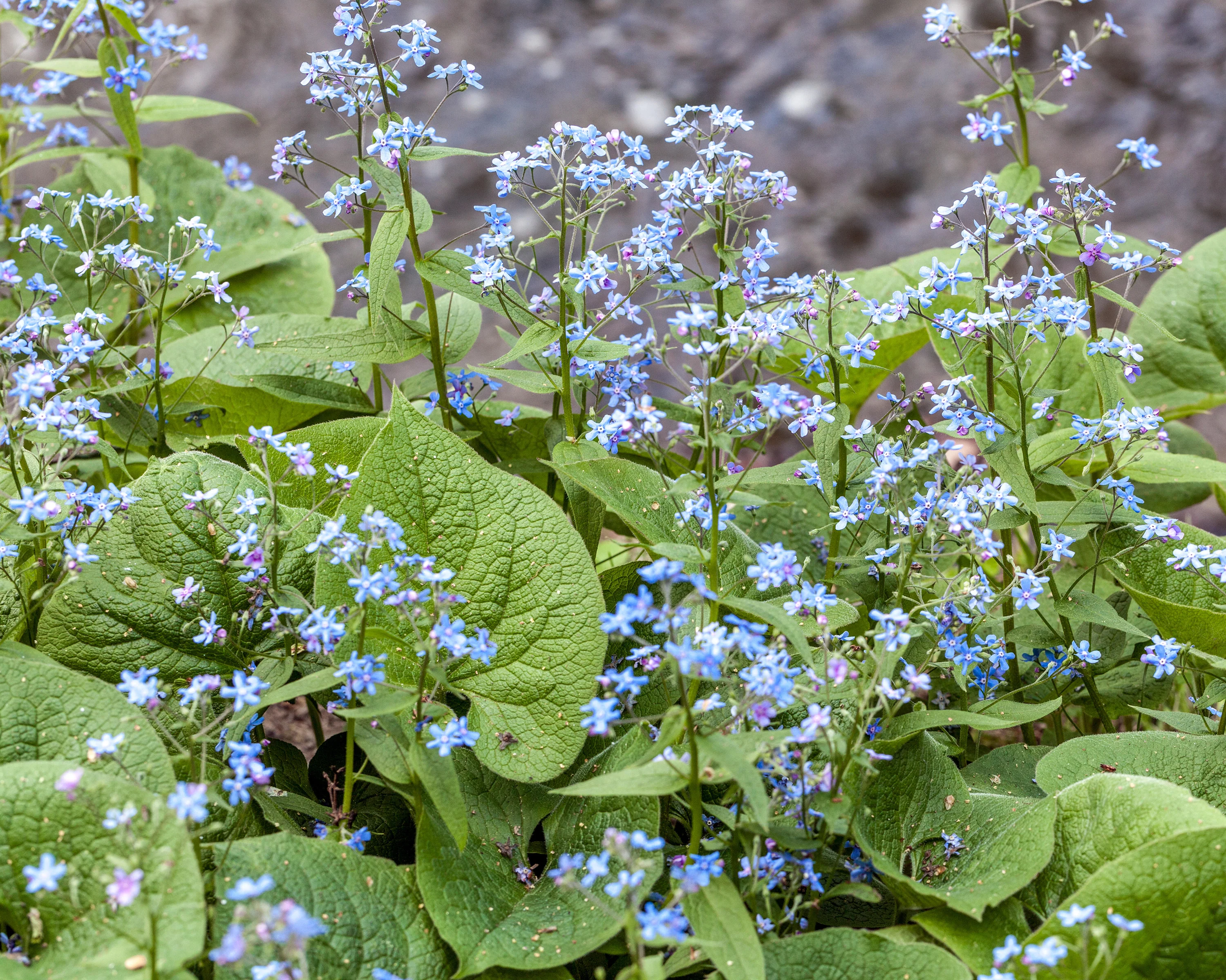 Brunnera macrophylla - Image 6