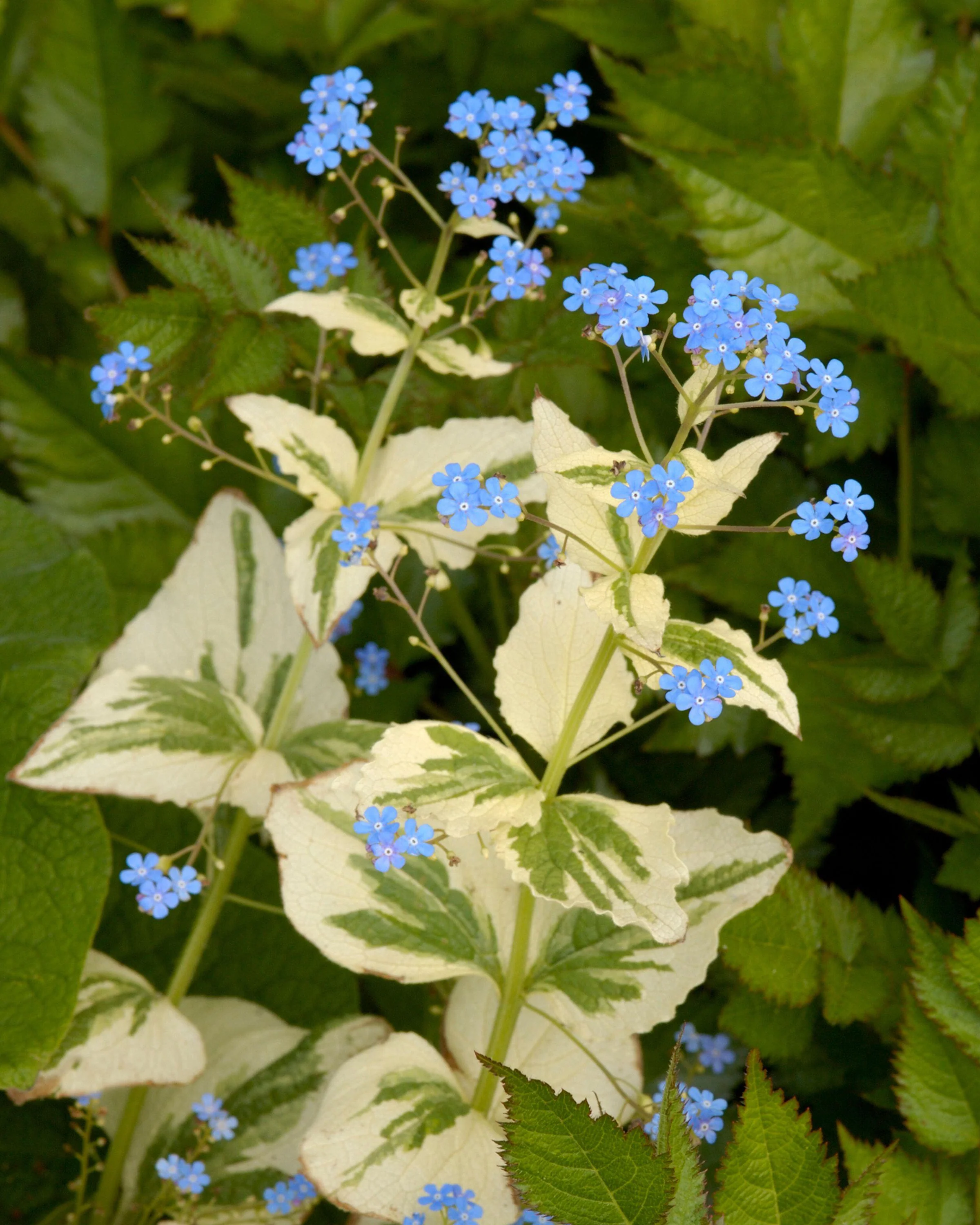 Brunnera 'Variegata' - Image 3