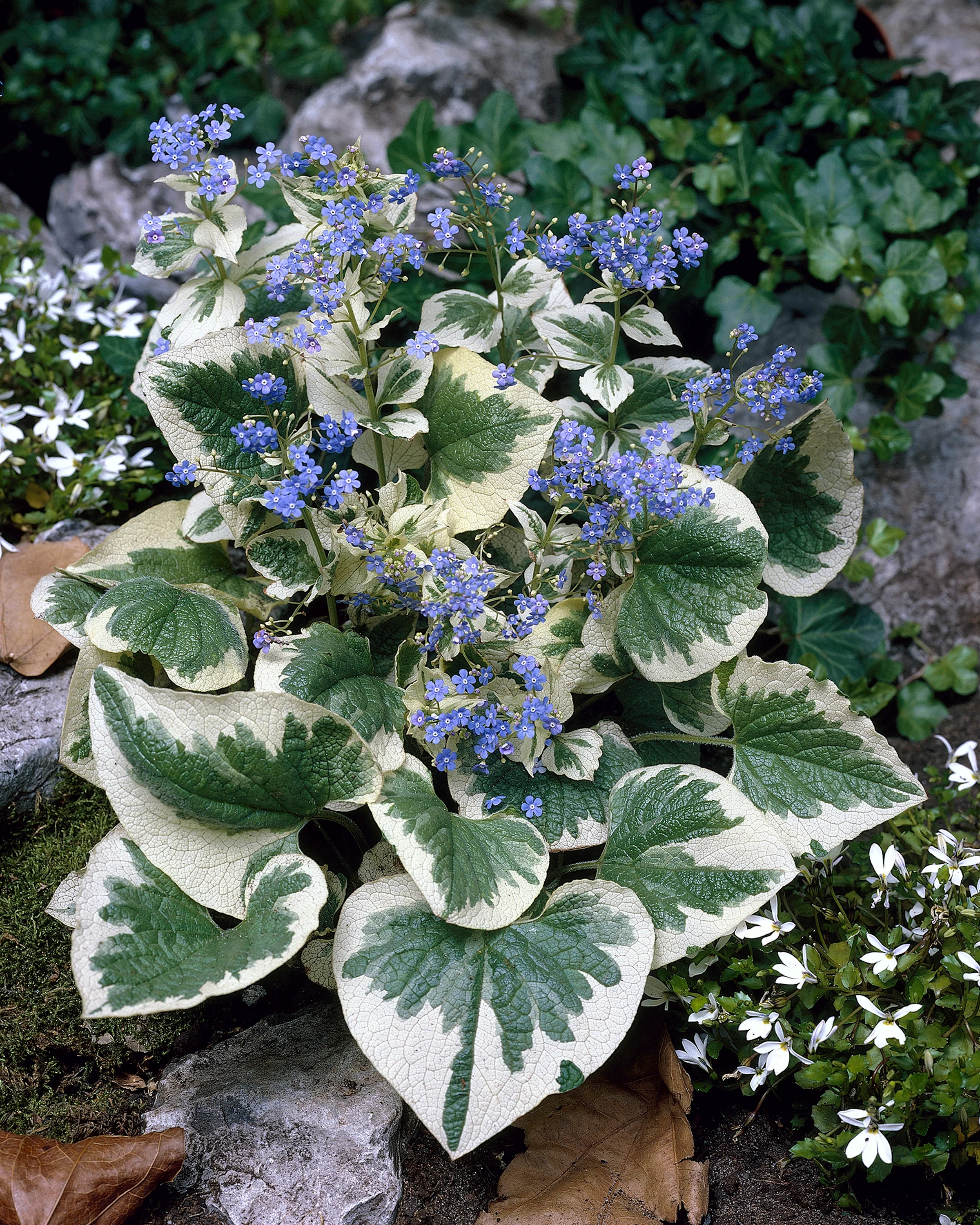 Brunnera 'Variegata' - Image 5