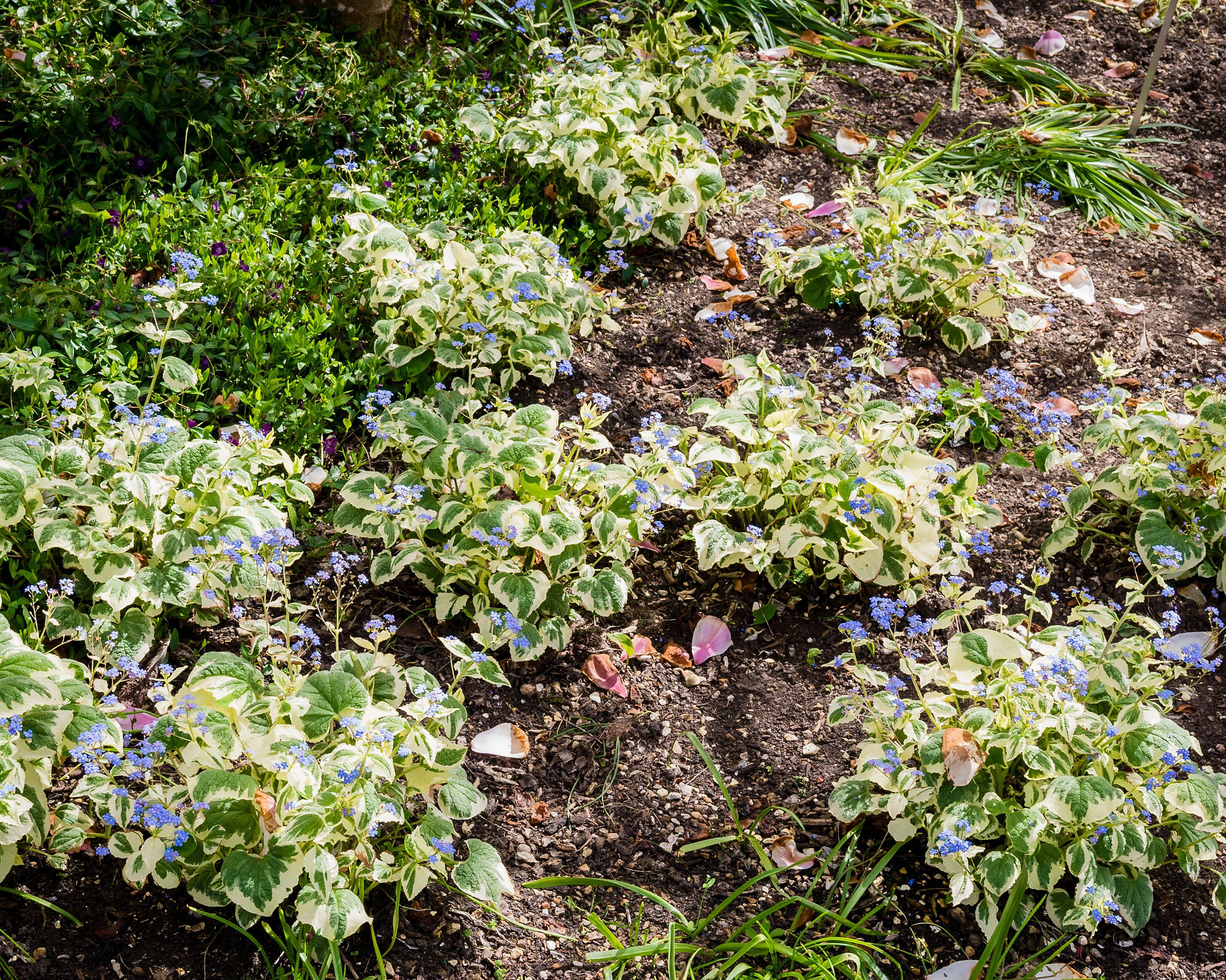 Brunnera 'Variegata' - Image 7