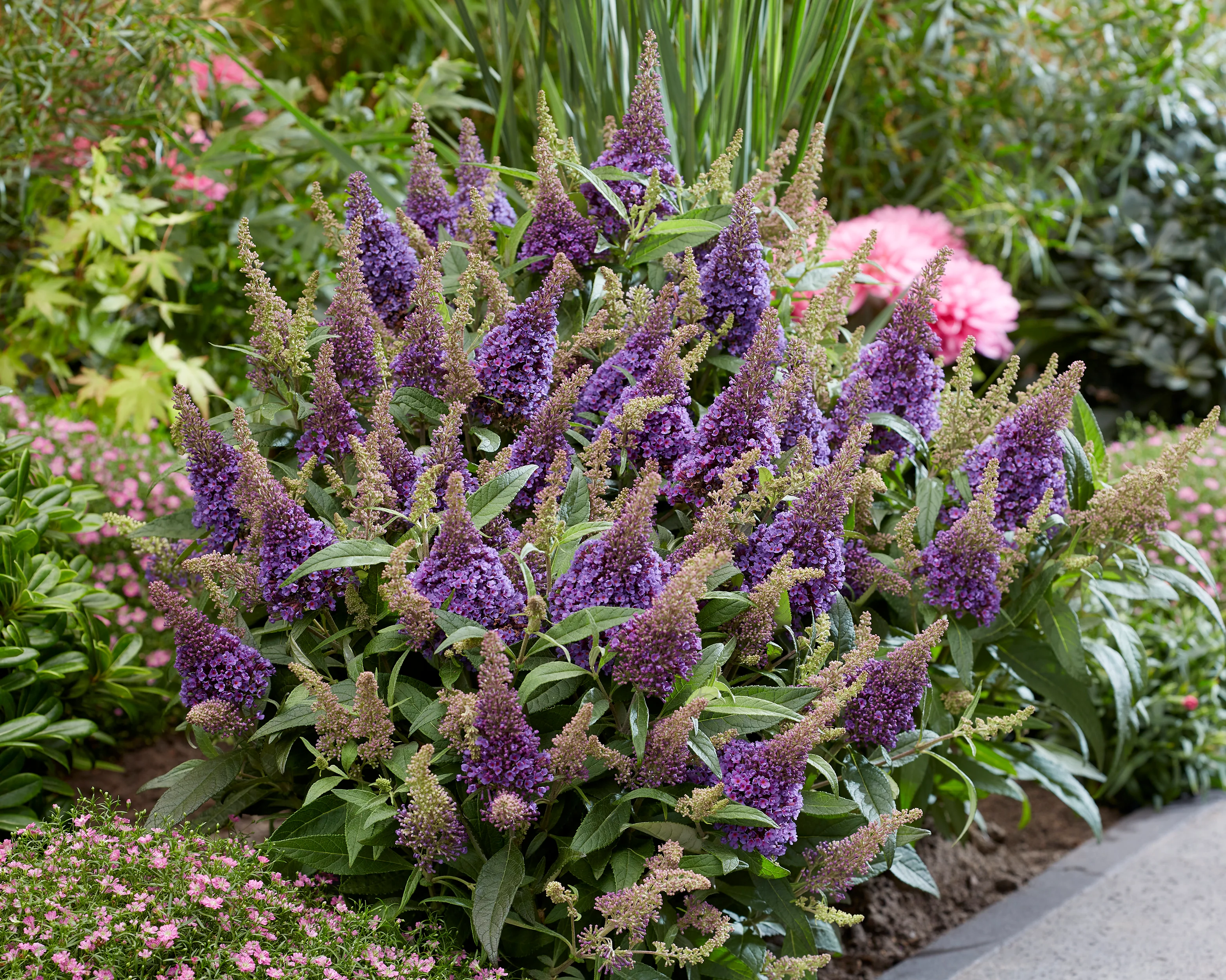 Buddleja 'Little Lila' - Image 6