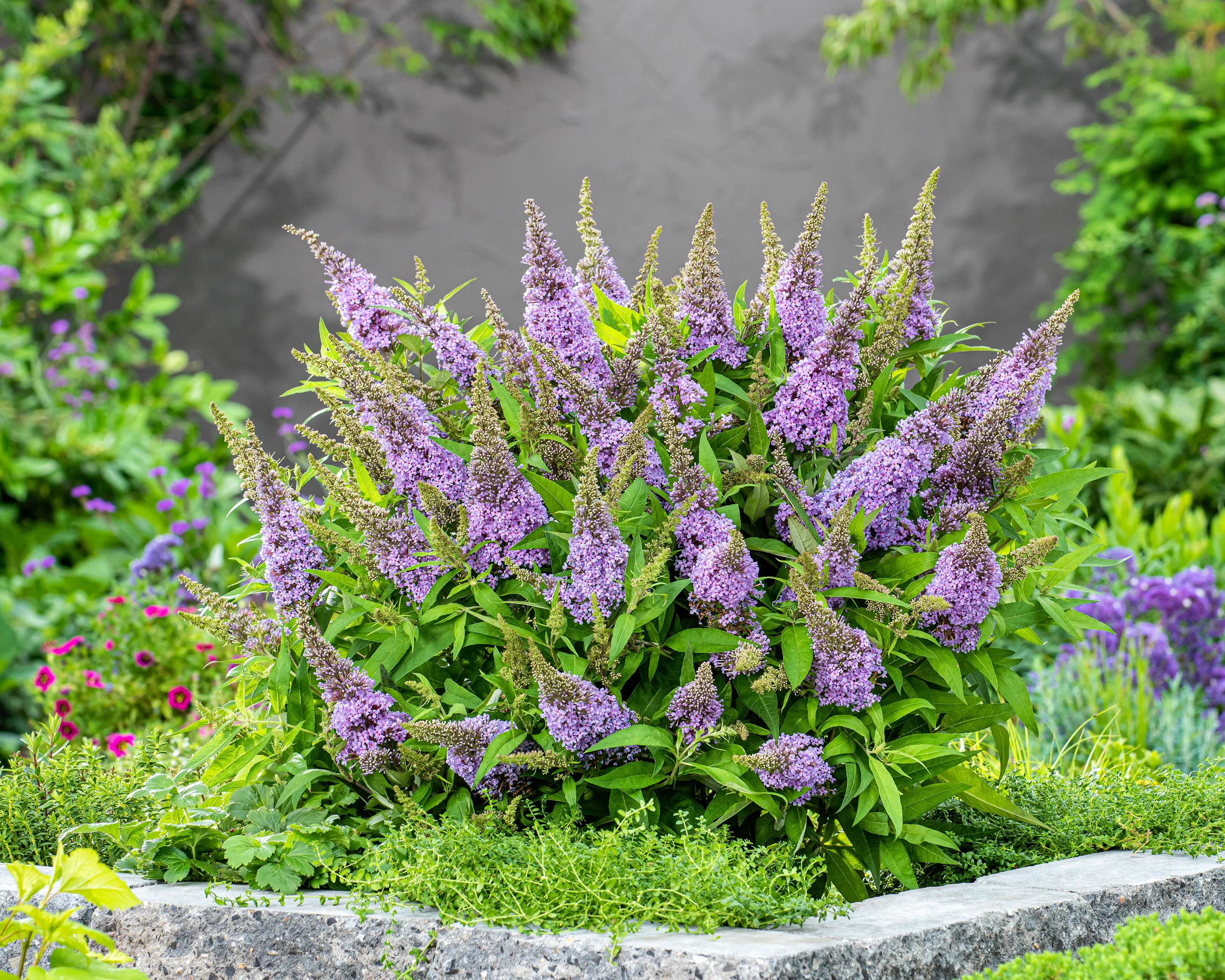 Buddleja 'Little Lila' - Image 7