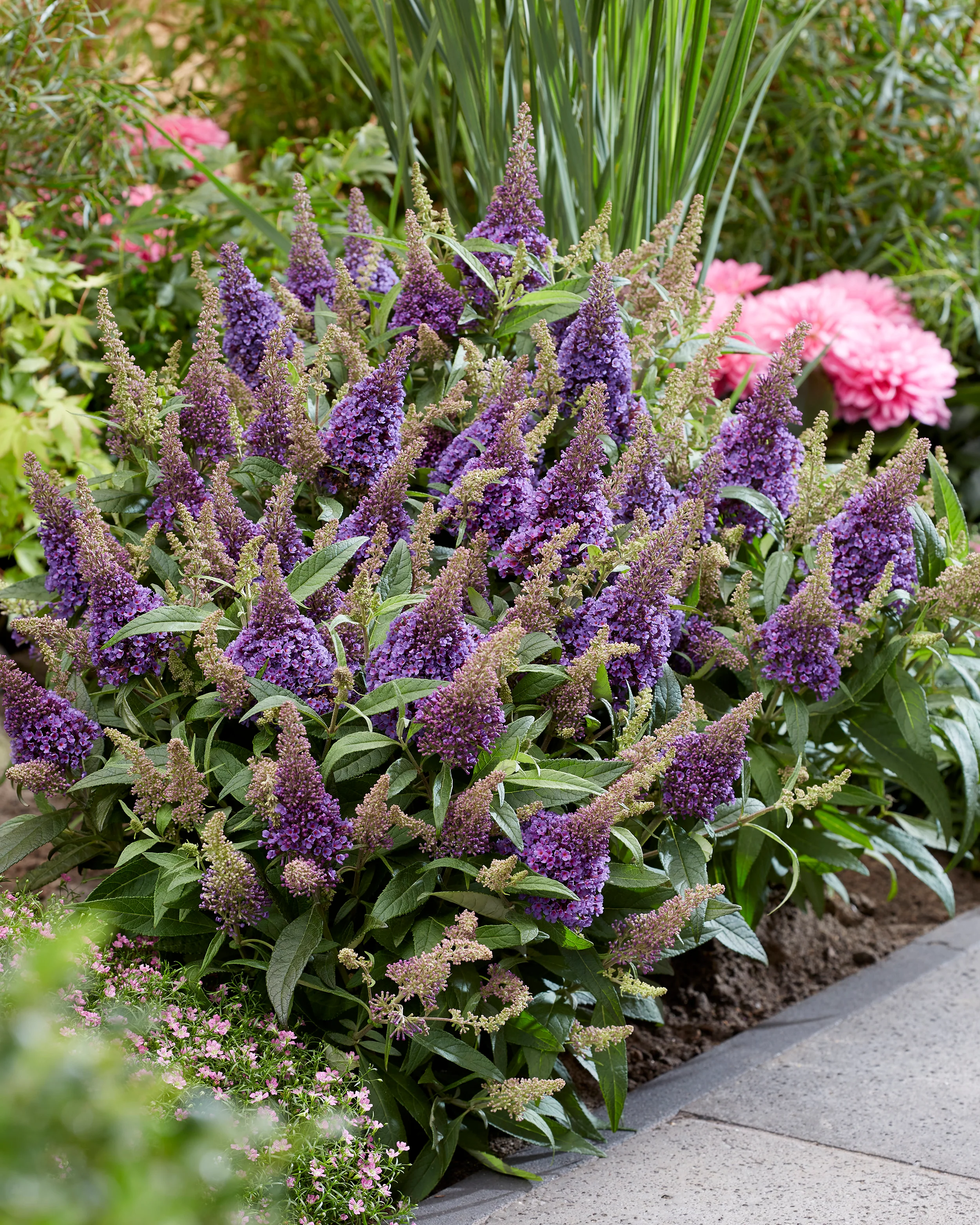 Buddleja 'Little Lila' - Image 8