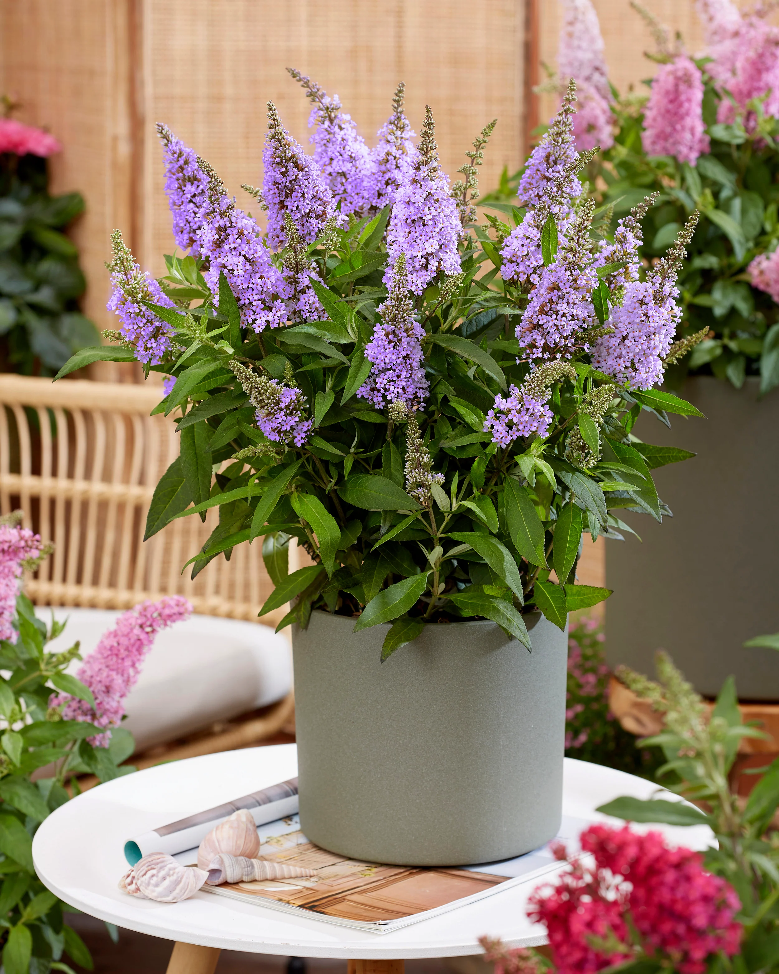 Buddleja 'Little Lila' - Image 9