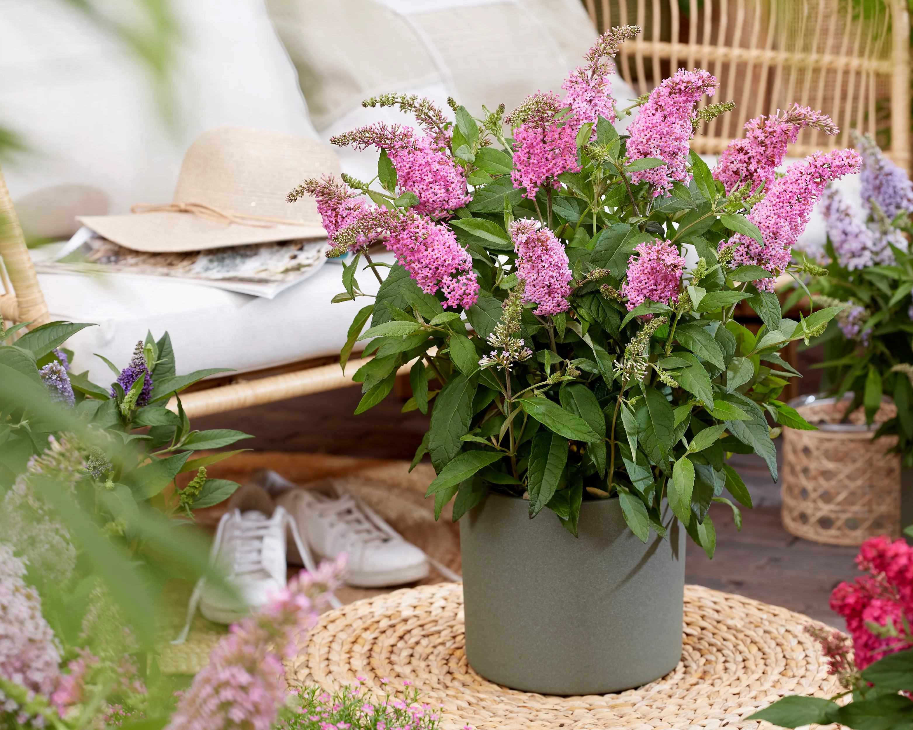 Buddleja 'Little Pink' - Image 3