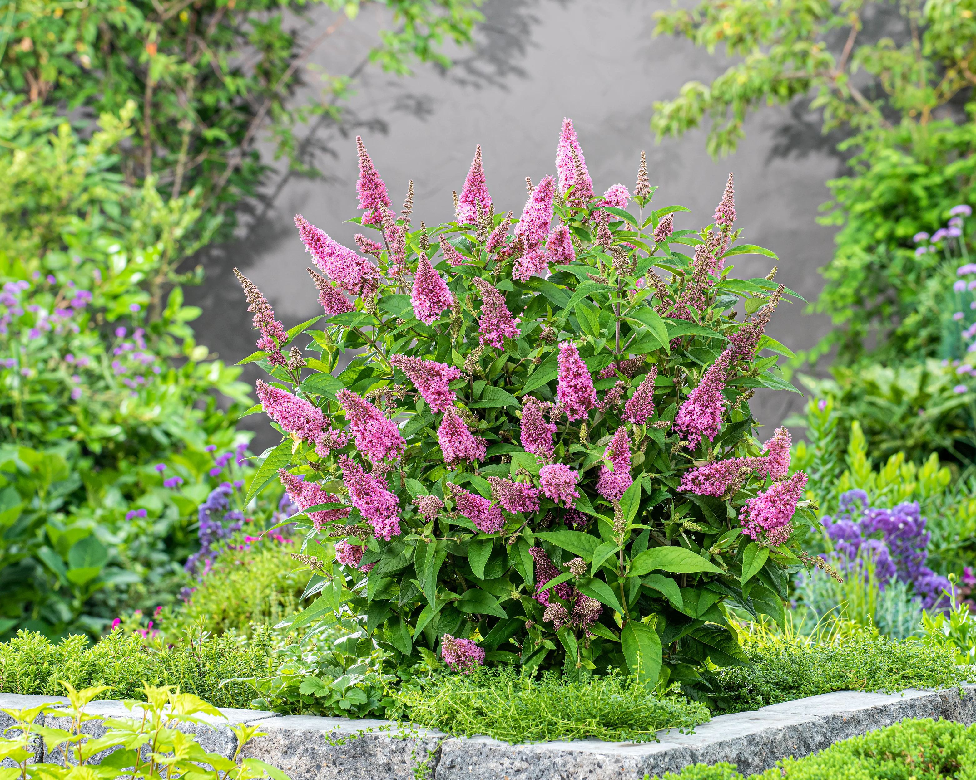 Buddleja 'Little Pink' - Image 4