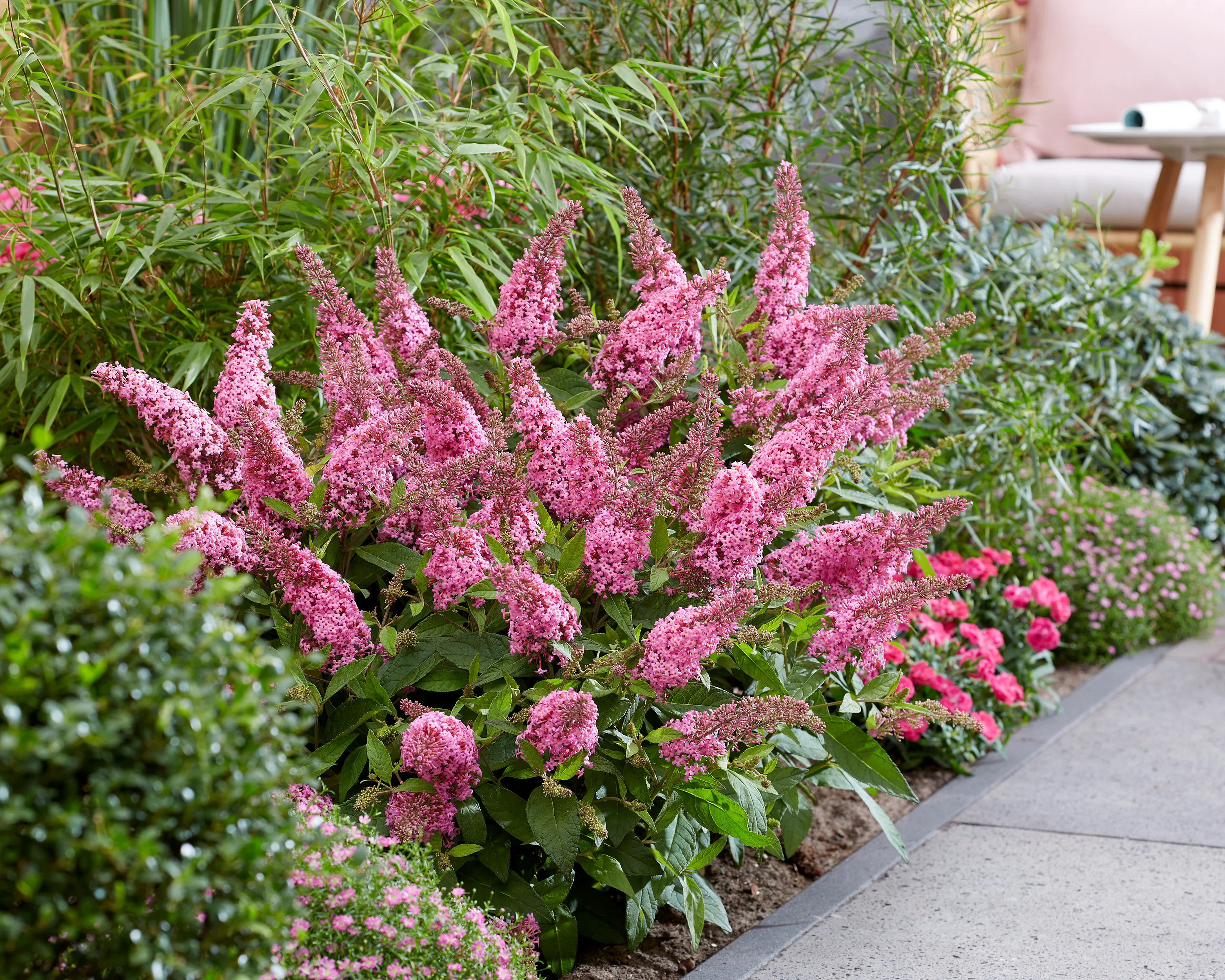 Buddleja 'Little Pink' - Image 5
