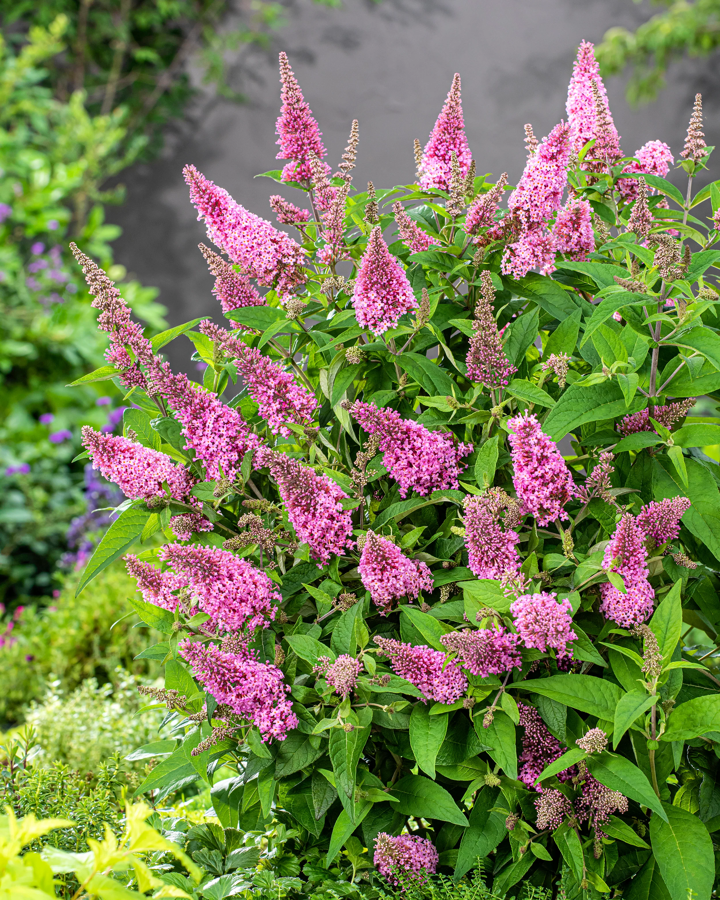 Buddleja 'Little Pink' - Image 7