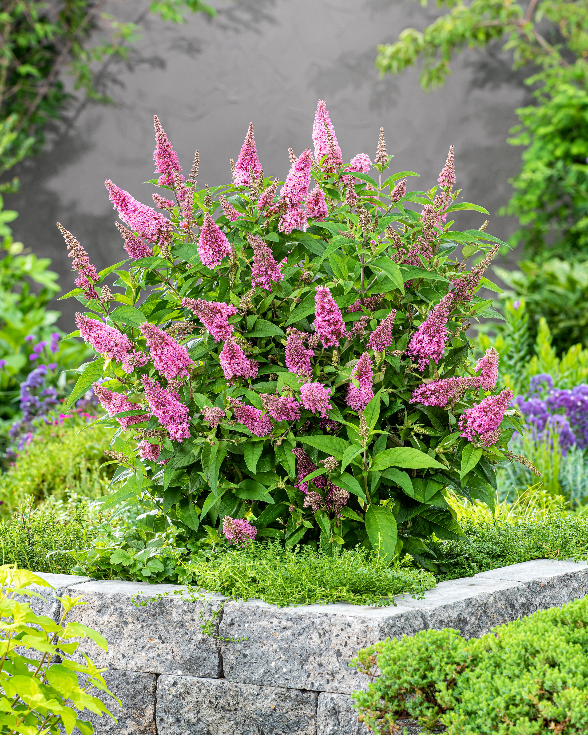 Buddleja 'Little Pink' - Image 8
