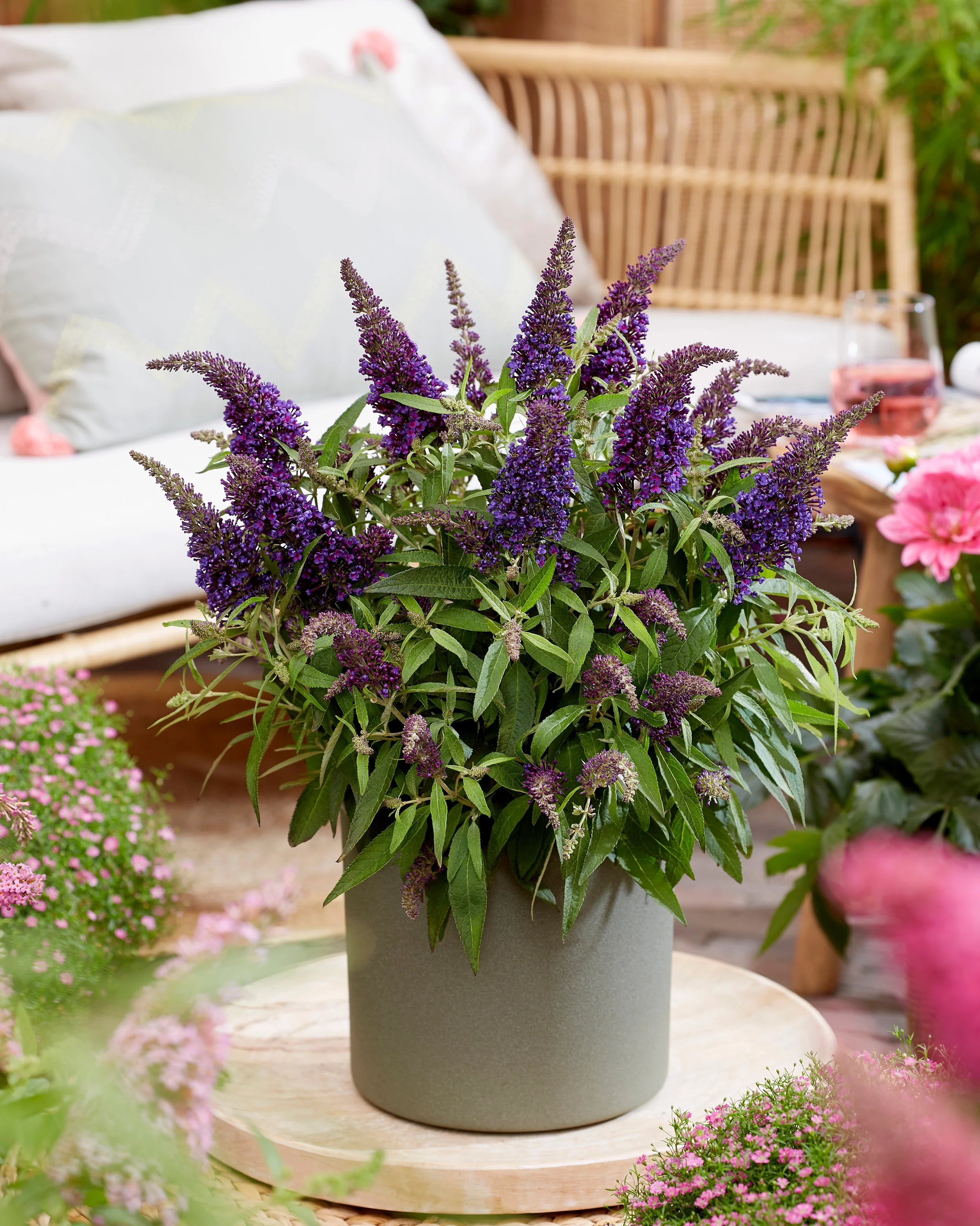 Buddleja 'Little Purple' - Image 10