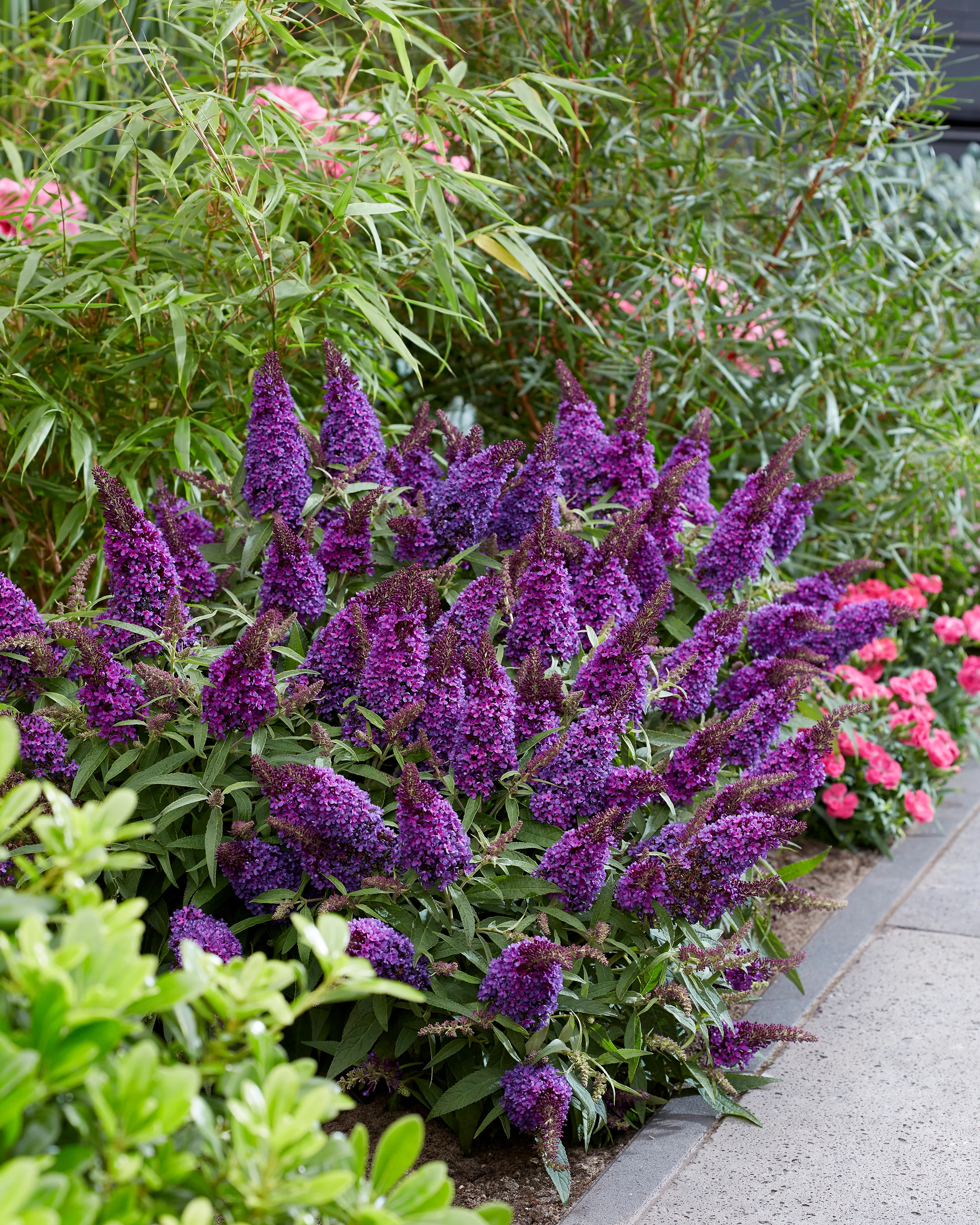 Buddleja 'Little Purple' - Image 11