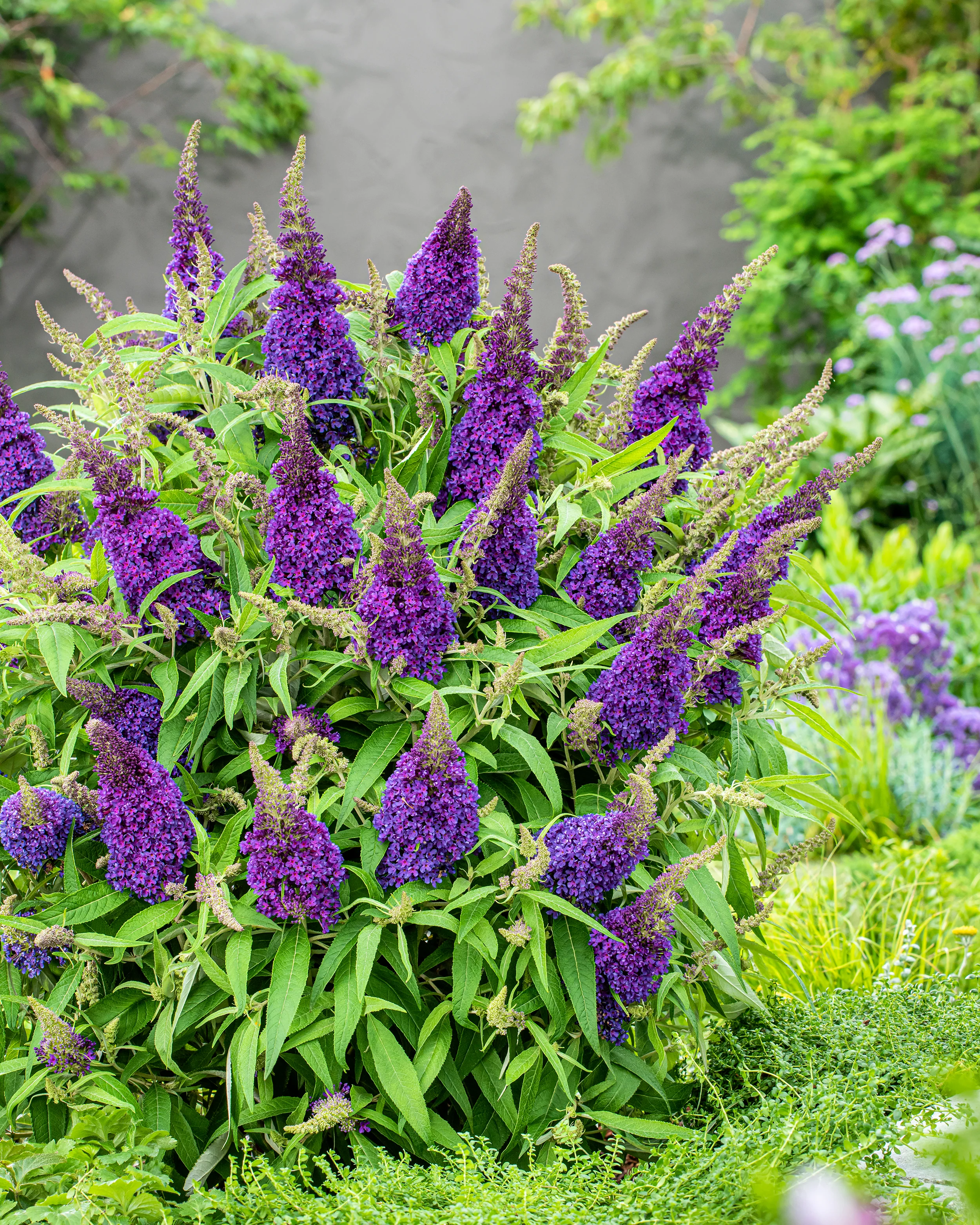 Buddleja 'Little Purple' - Image 3