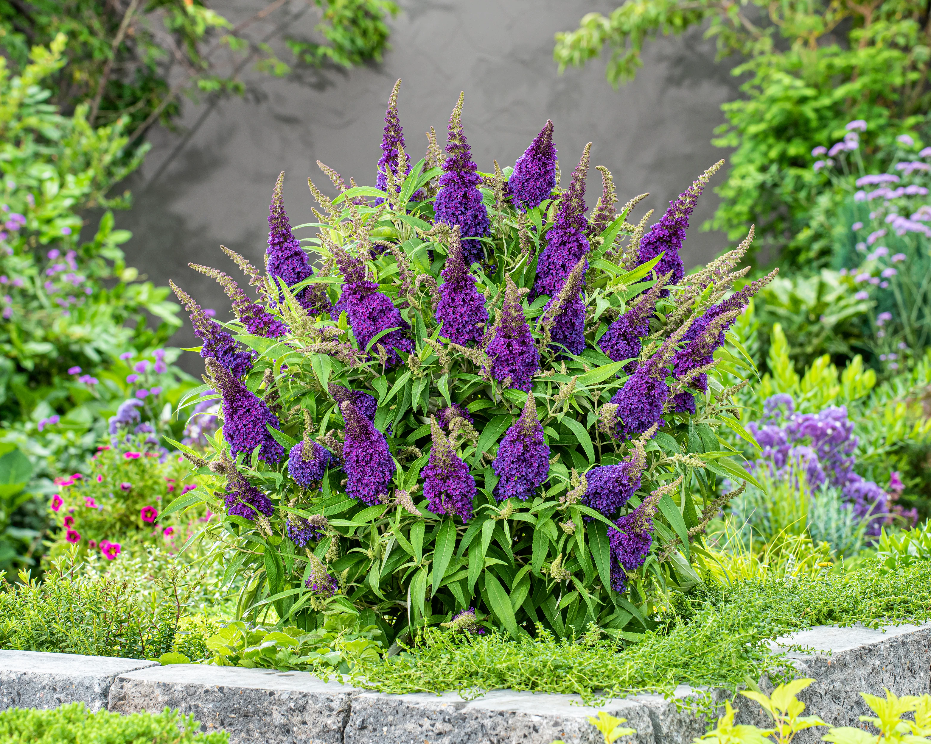 Buddleja 'Little Purple' - Image 6