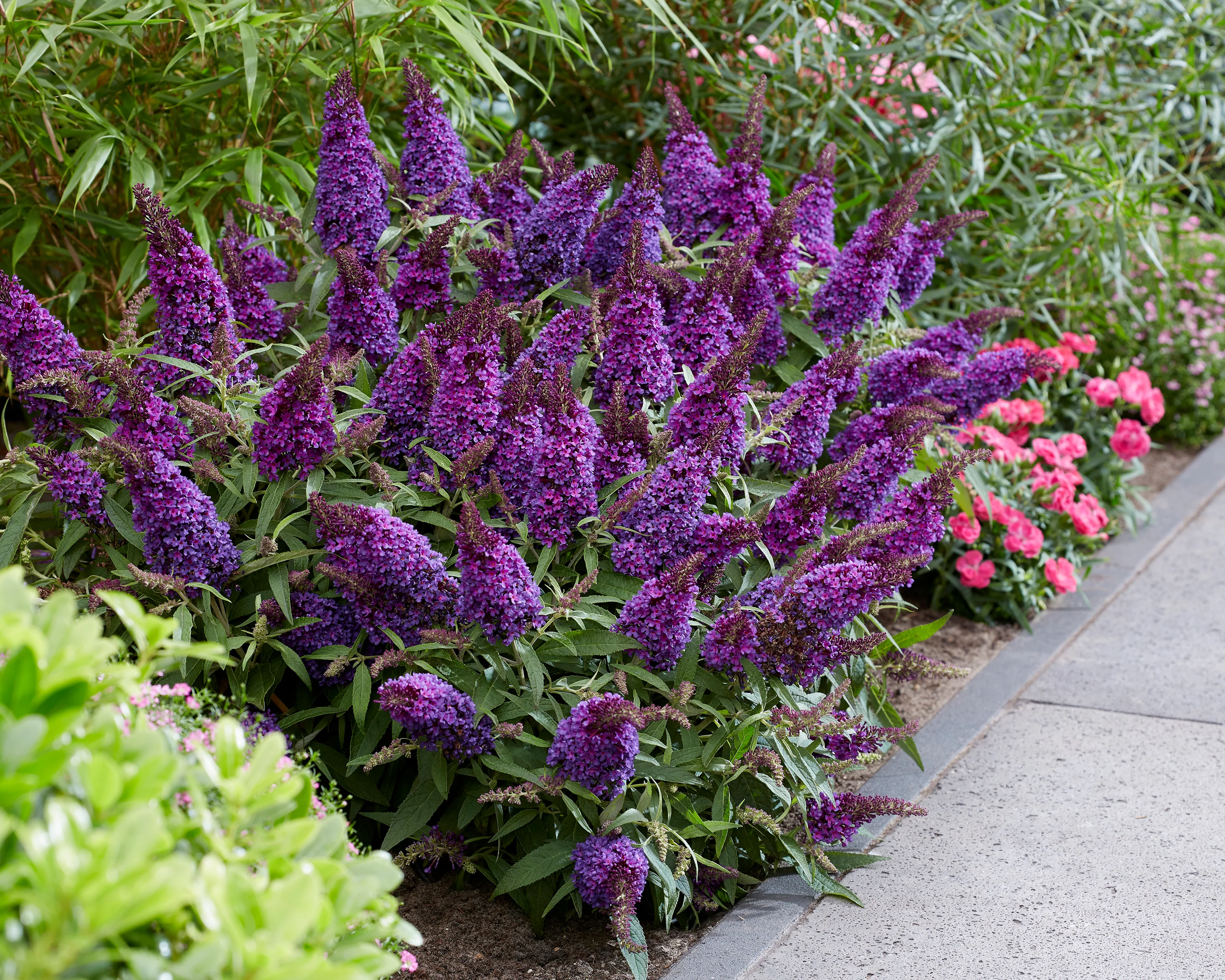 Buddleja 'Little Purple' - Image 8