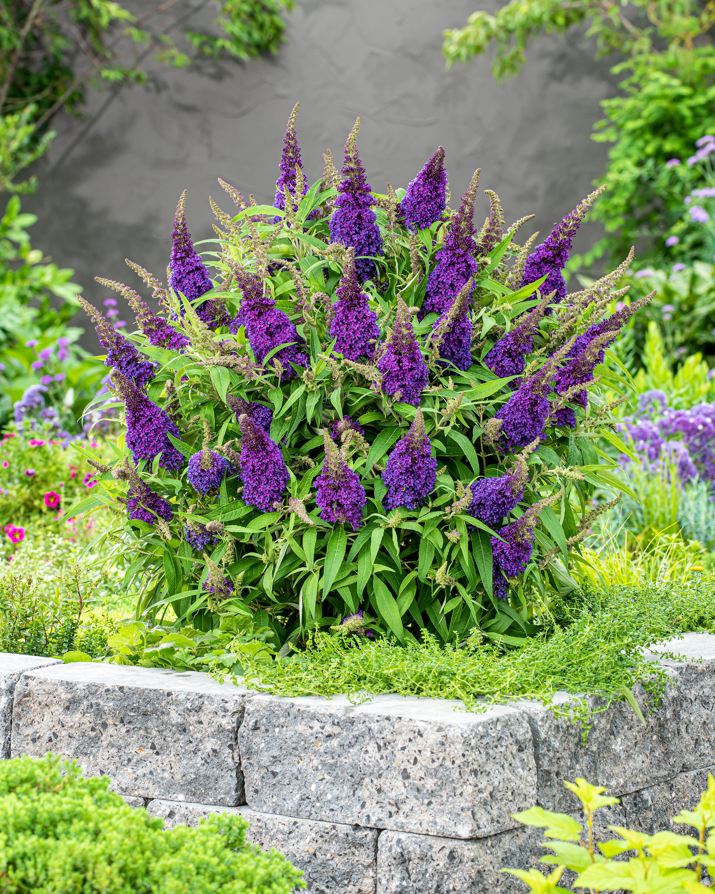 Buddleja 'Little Purple' - Image 9