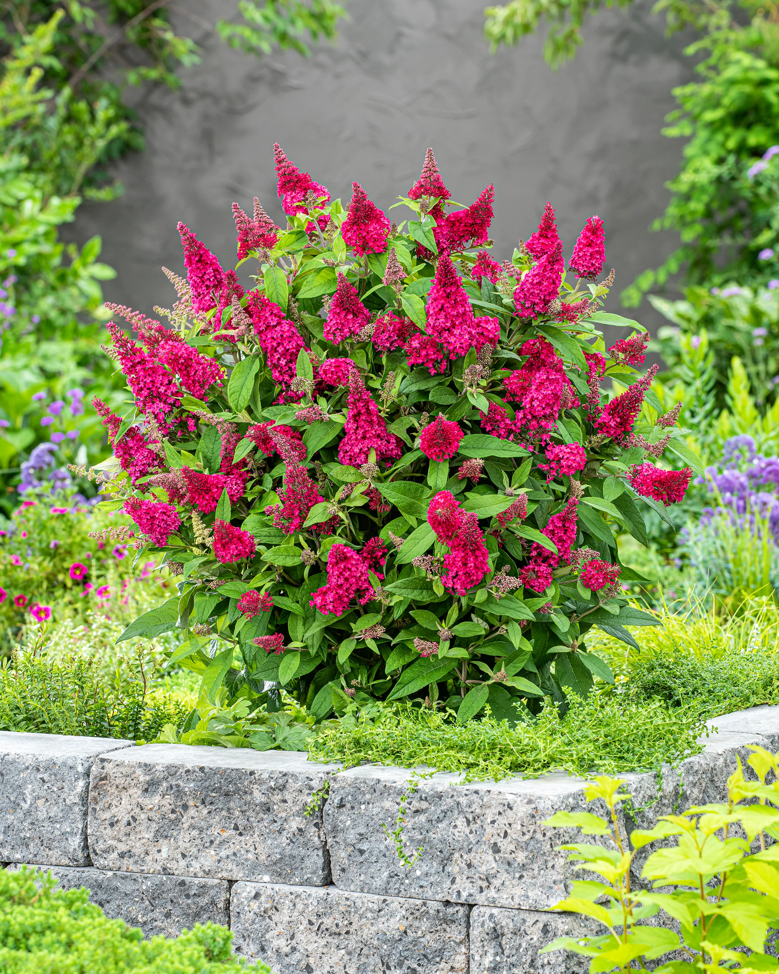 Buddleja 'Little Ruby' - Image 11