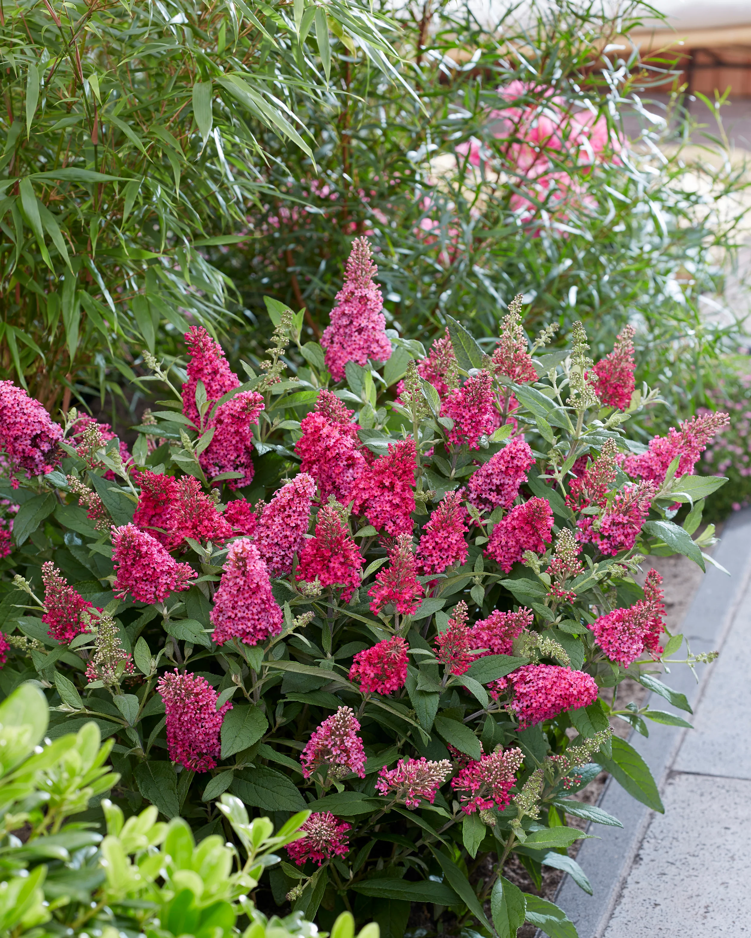 Buddleja 'Little Ruby' - Image 13