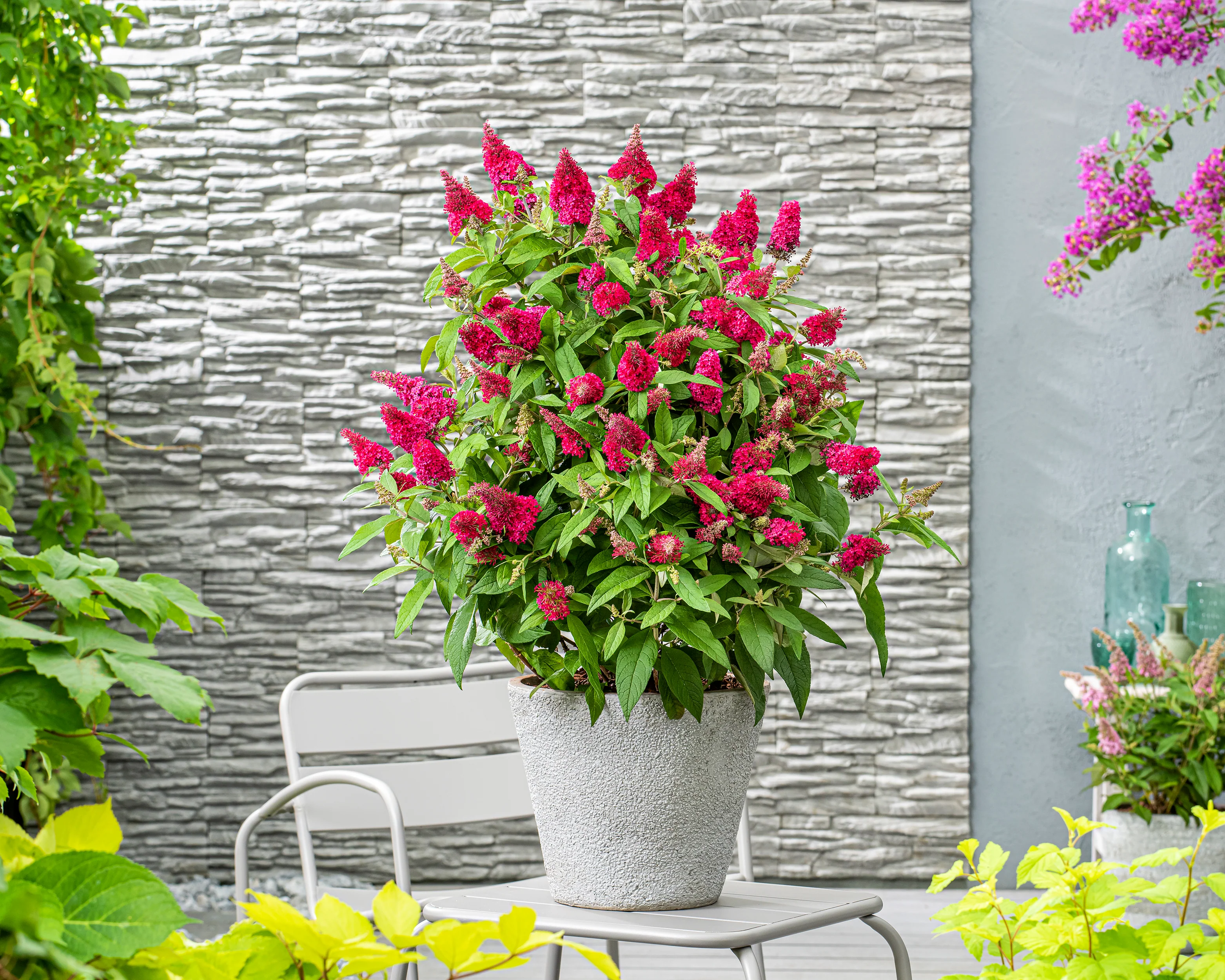 Buddleja 'Little Ruby' - Image 3