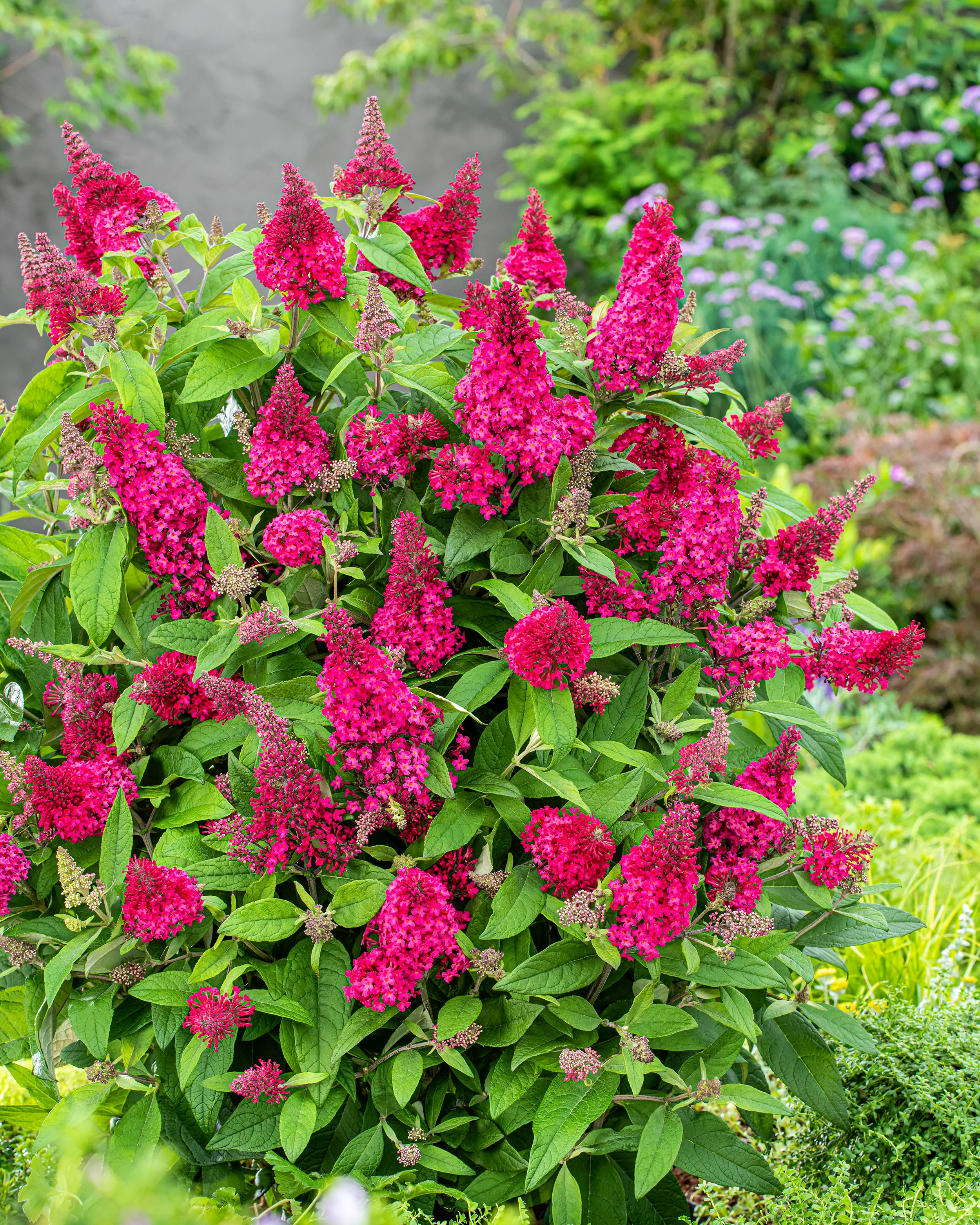 Buddleja 'Little Ruby' - Image 4