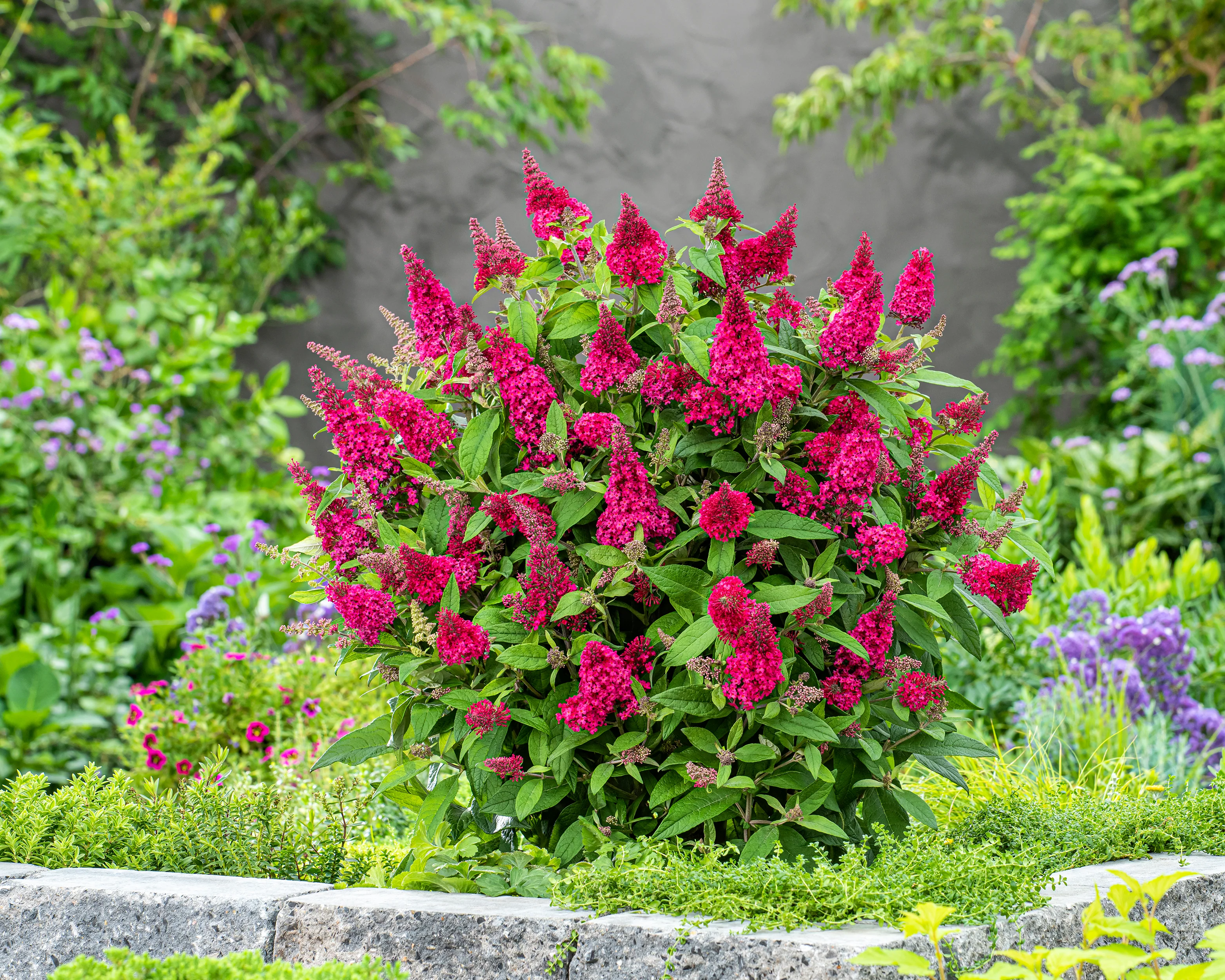 Buddleja 'Little Ruby' - Image 6